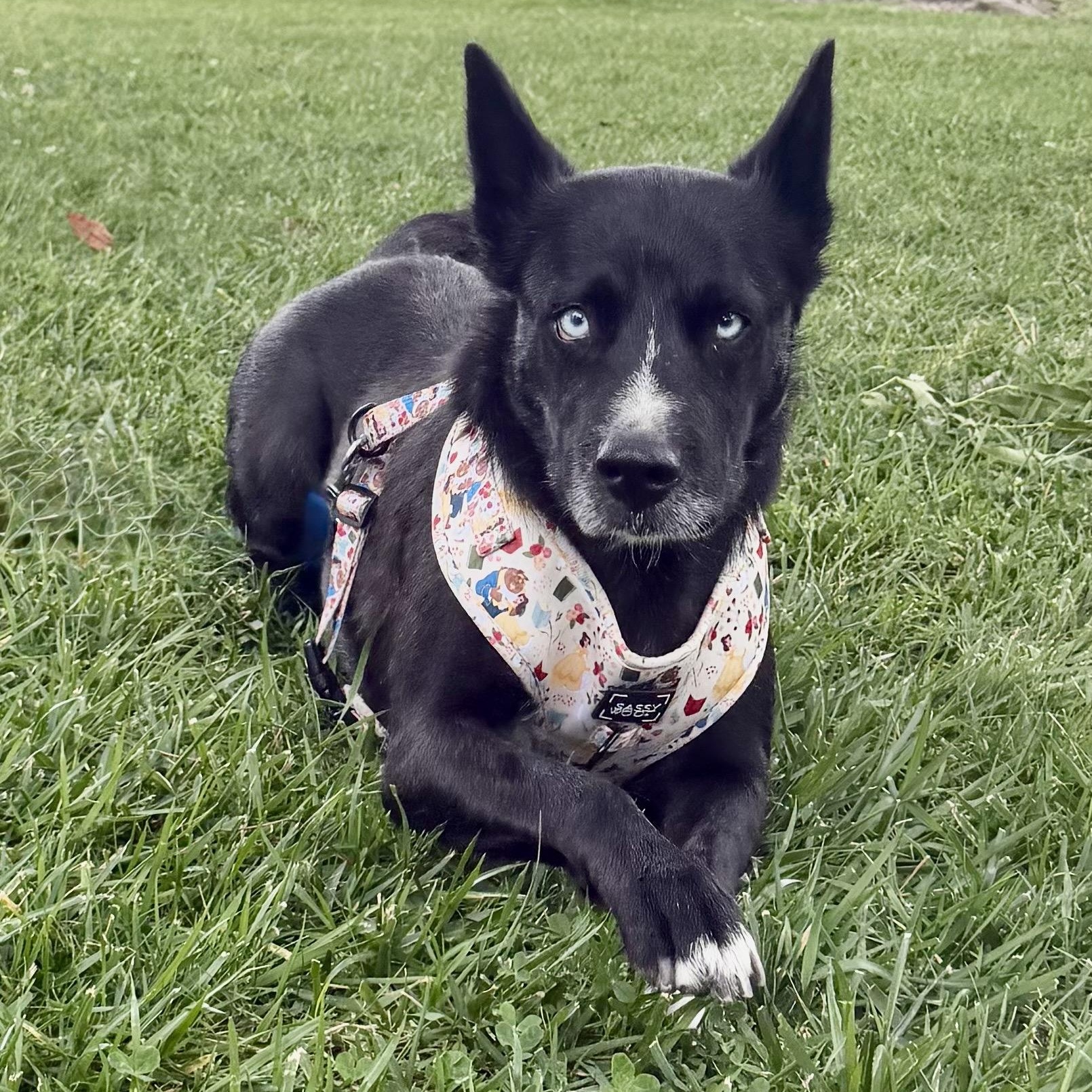 Isla, a Adoptable mixed breed in San Diego, CA image 2/5