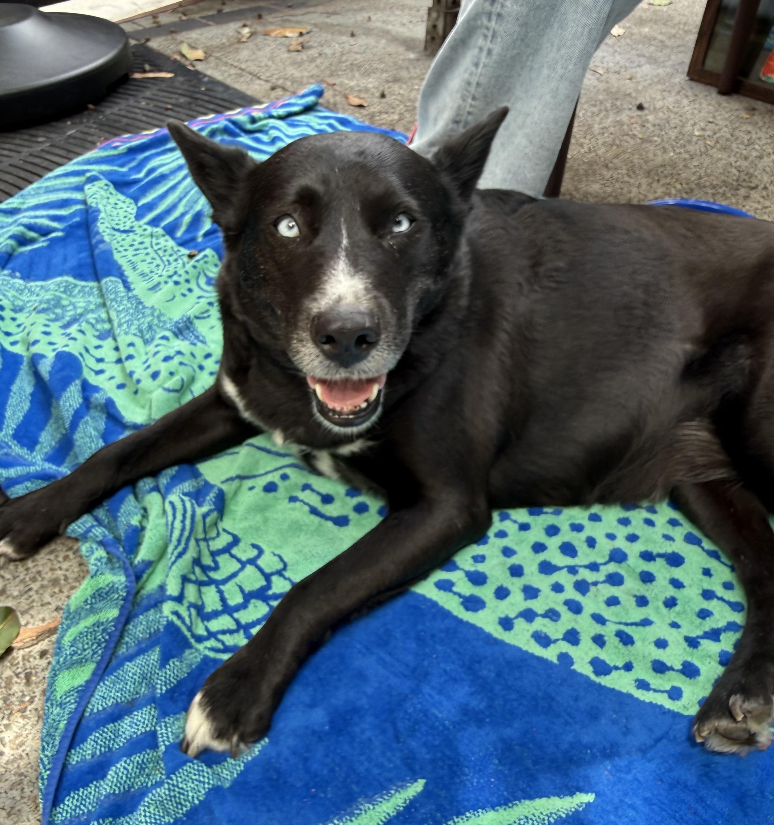 Isla, a Adoptable mixed breed in San Diego, CA image 5/5