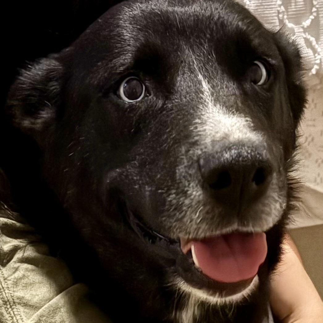 Isla, a Adoptable mixed breed in San Diego, CA image 3/5
