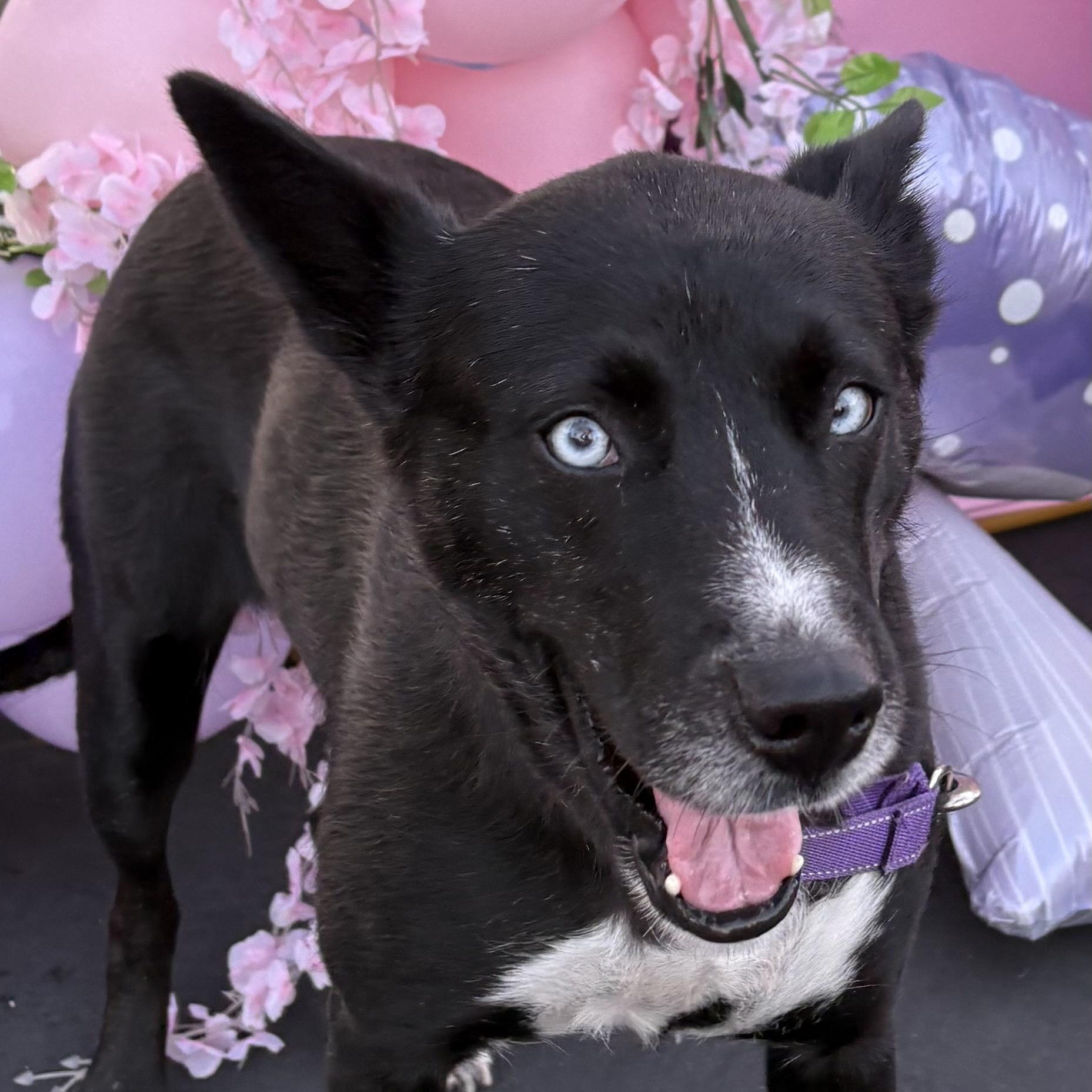 Isla, a Adoptable mixed breed in San Diego, CA image 4/5