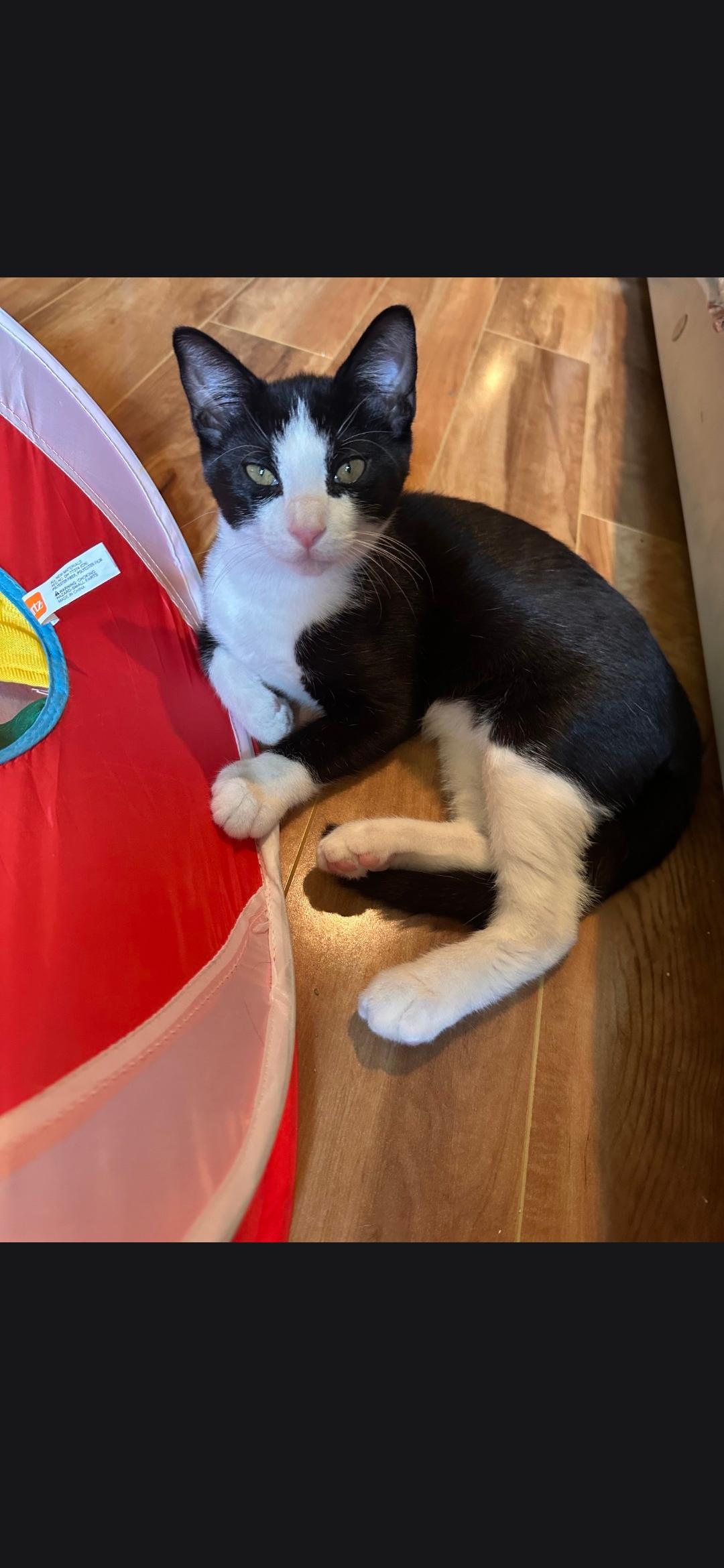 Ferrari, Adoptable, Kitten Male Domestic Short Hair.