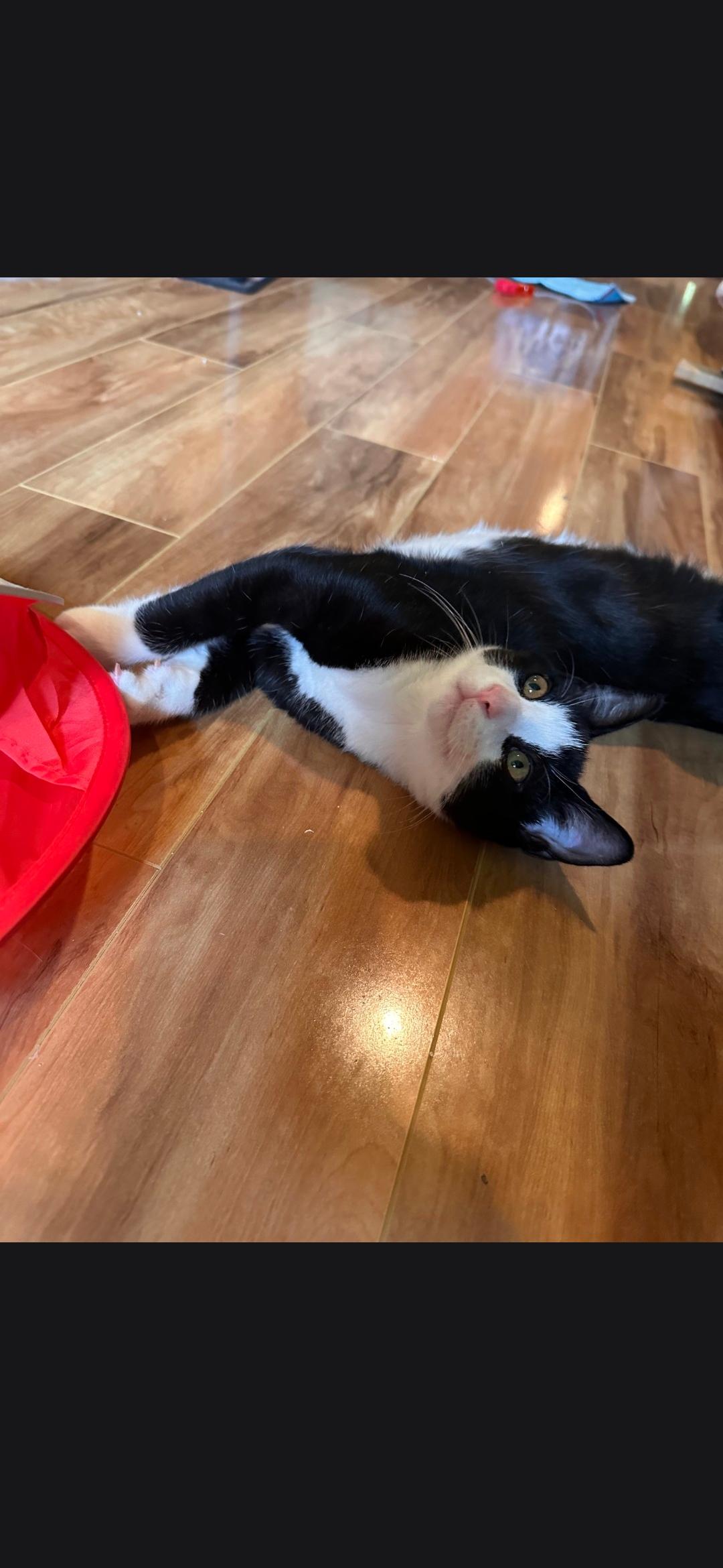 Enlarge Ferrari, a Adoptable Domestic Short Hair in Freemansburg, PA image 3/3
