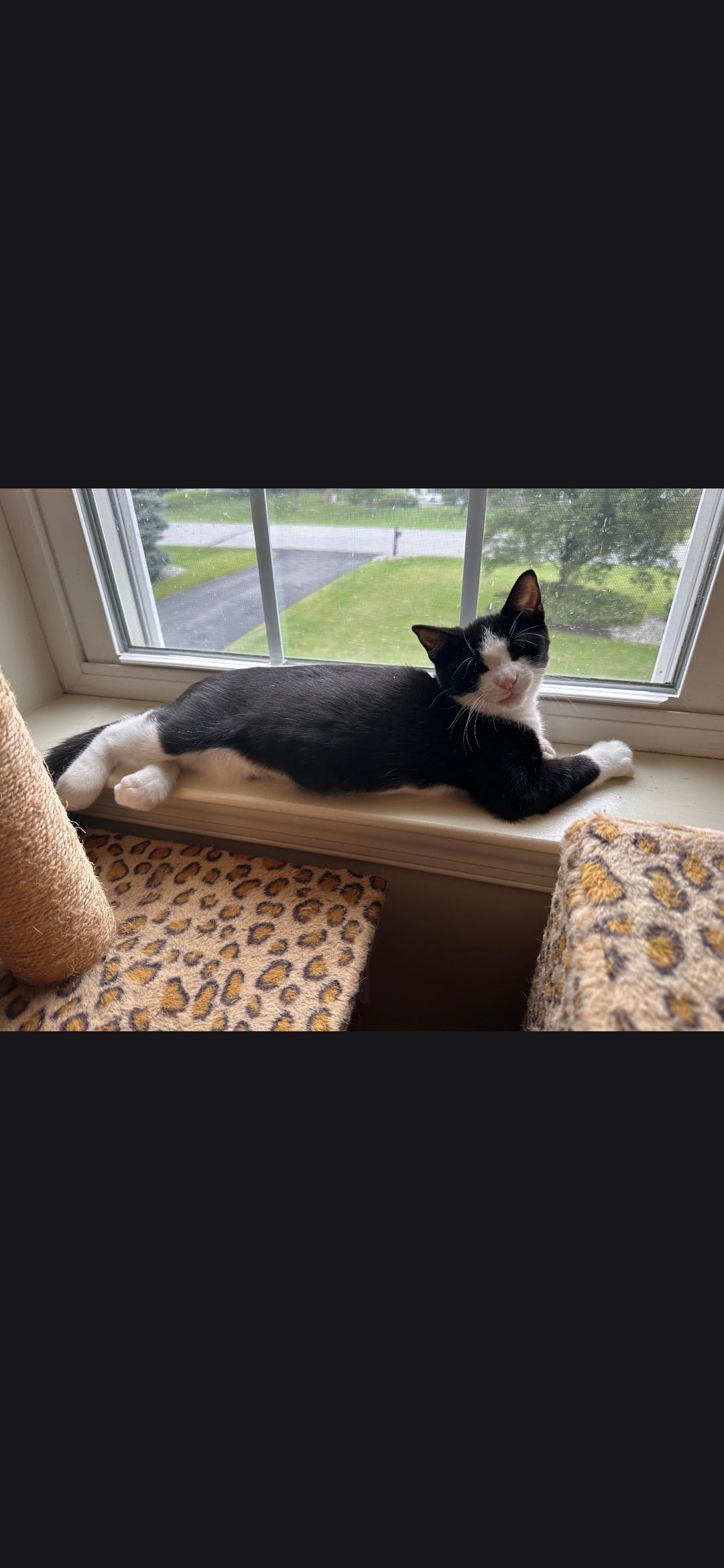 Enlarge Ferrari, a Adoptable Domestic Short Hair in Freemansburg, PA image 2/3