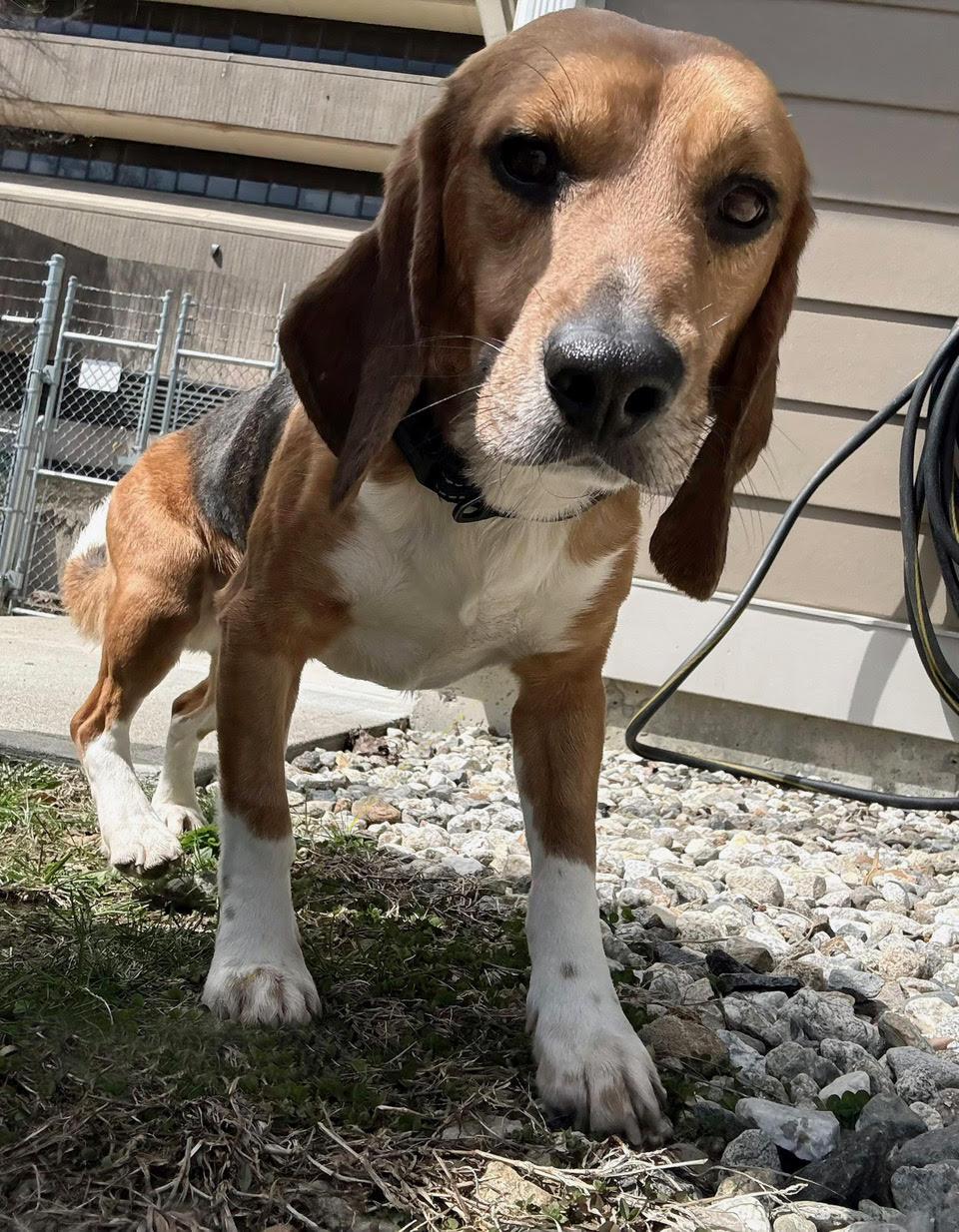 Bam Bam, ADOPTABLE, Adult Male Beagle.