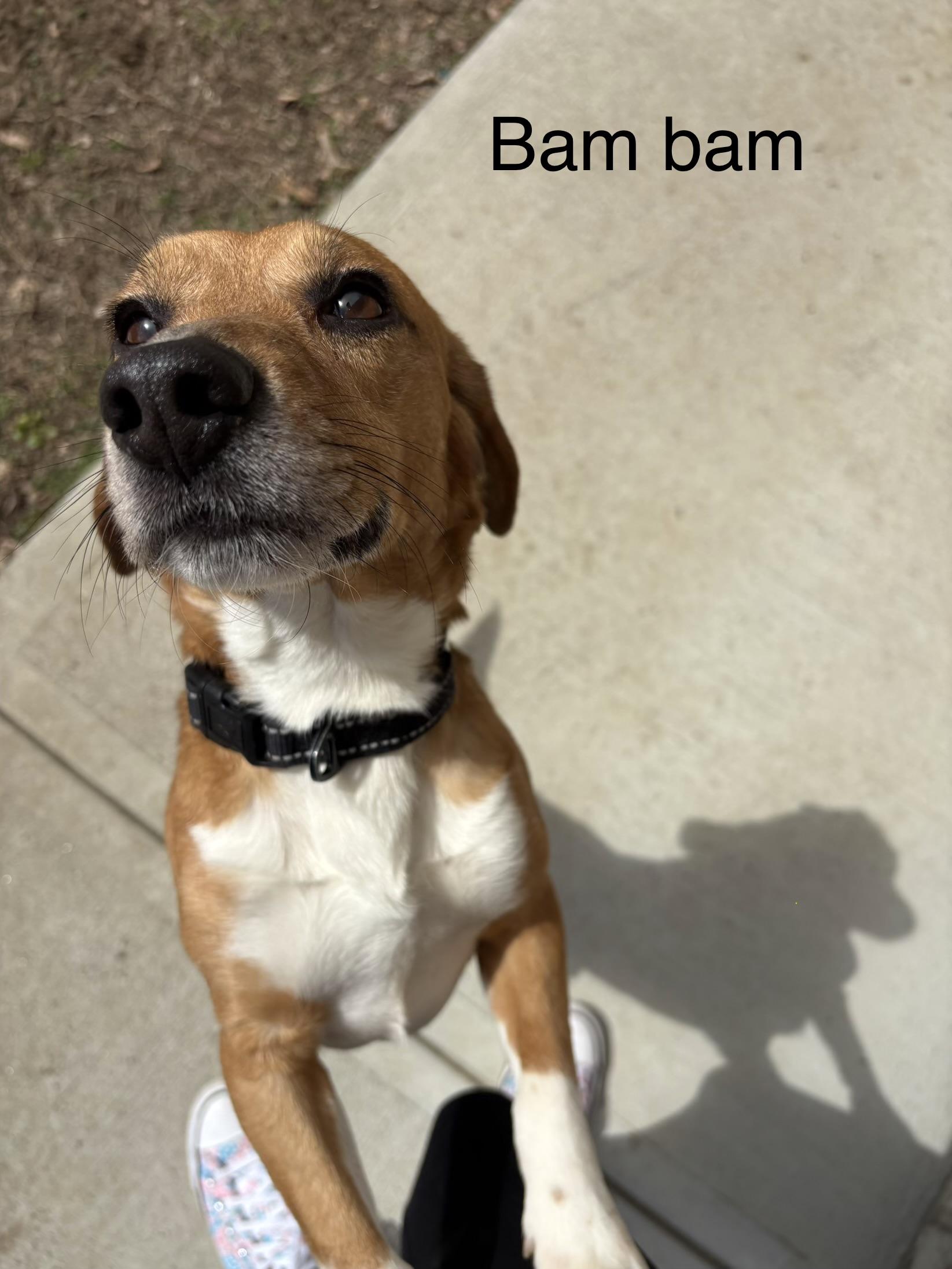 Enlarge Bam Bam, a ADOPTABLE Beagle in Stoughton, MA image 2/2
