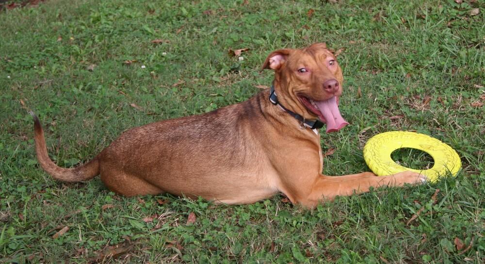 Butter, a Adoptable mixed breed in Pulaski, TN image 1/6