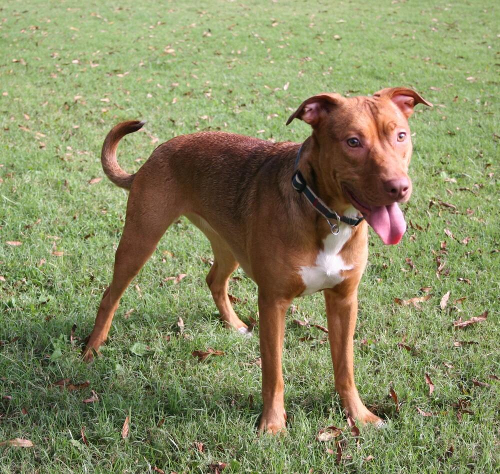 Butter, a Adoptable mixed breed in Pulaski, TN image 2/6