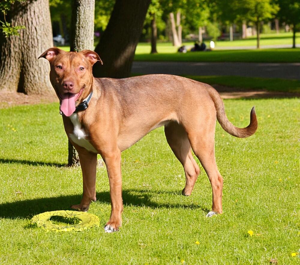 Butter, a Adoptable mixed breed in Pulaski, TN image 4/6