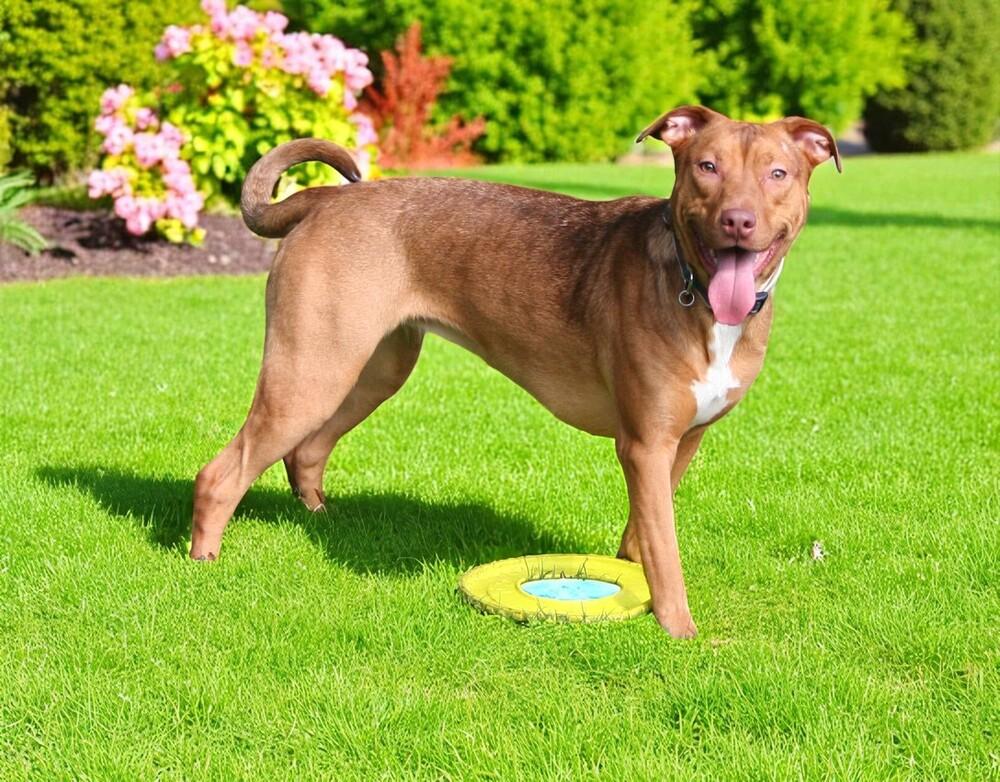 Butter, a Adoptable mixed breed in Pulaski, TN image 5/6