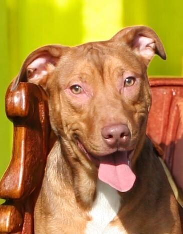 Butter, a Adoptable mixed breed in Pulaski, TN image 6/6