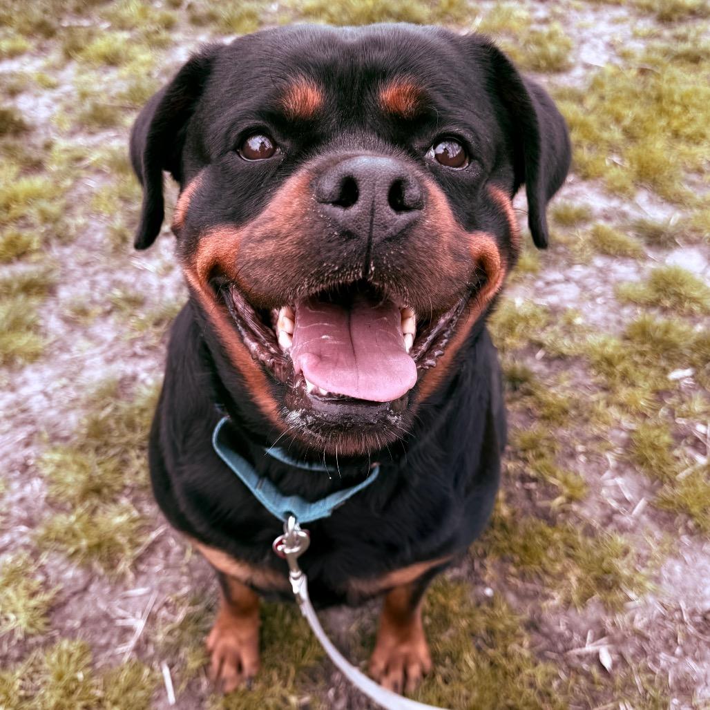 Cassy, Adoptable, Adult Female Mixed Breed.