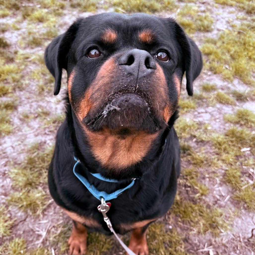 Cassy, a Adoptable Mixed Breed in Medford, OR image 2/3