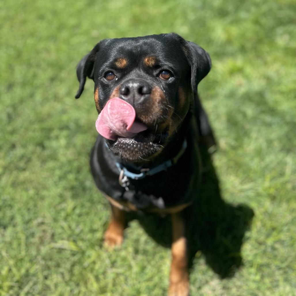Cassy, a Adoptable Mixed Breed in Medford, OR image 3/3