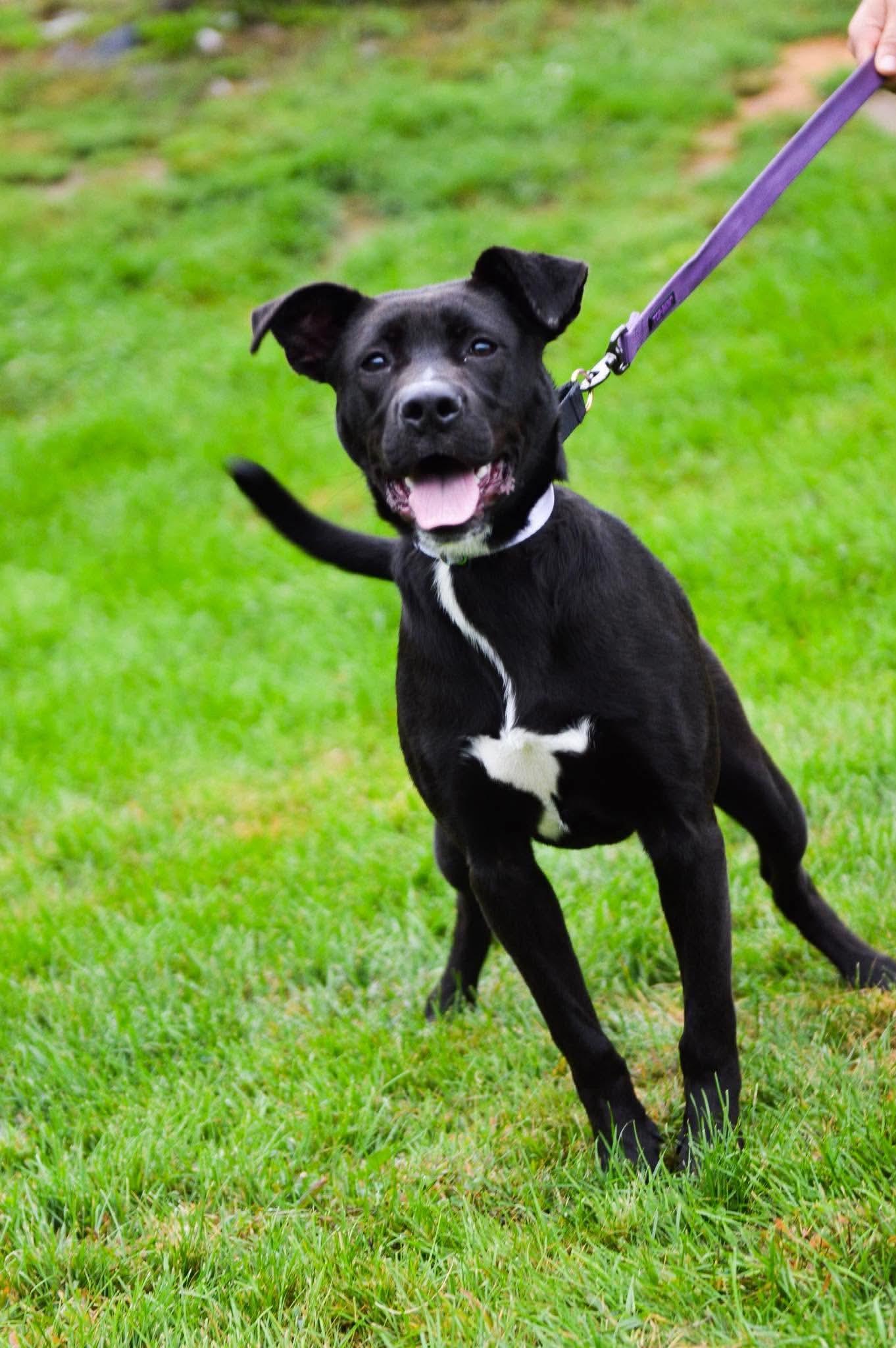 Aphrodite, Adoptable, Puppy Female Labrador Retriever & Pit Bull Terrier.