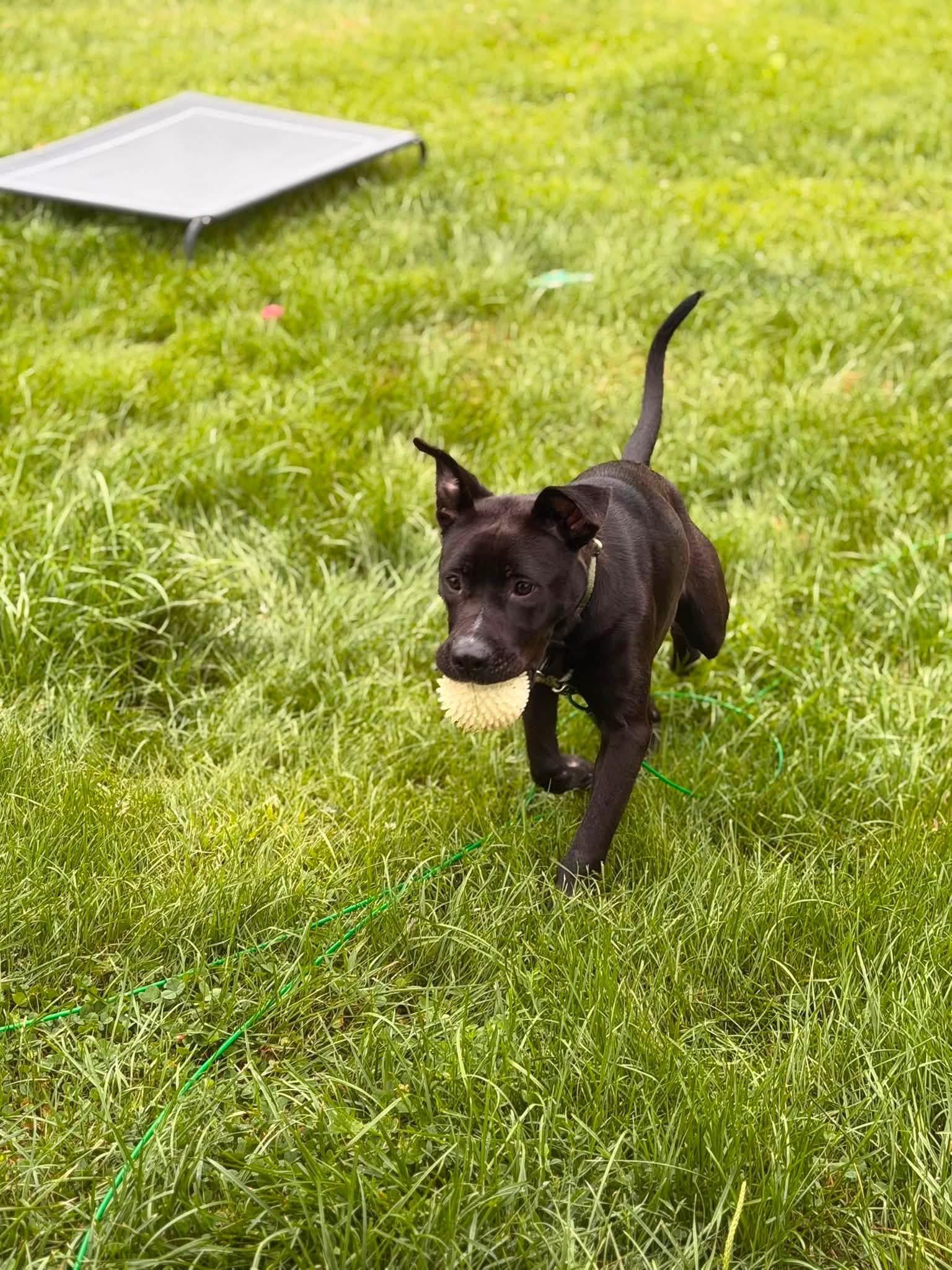 Enlarge Aphrodite, a Adoptable mixed breed in Kennebunk , ME image 6/6