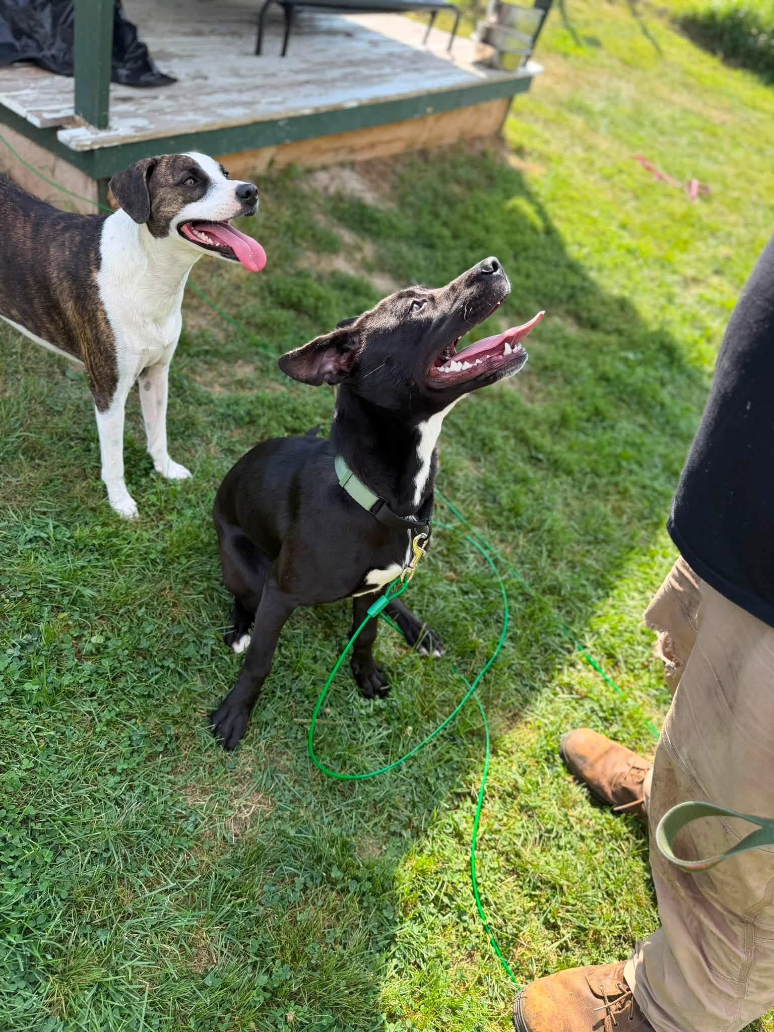 Enlarge Aphrodite, a Adoptable mixed breed in Kennebunk , ME image 4/6