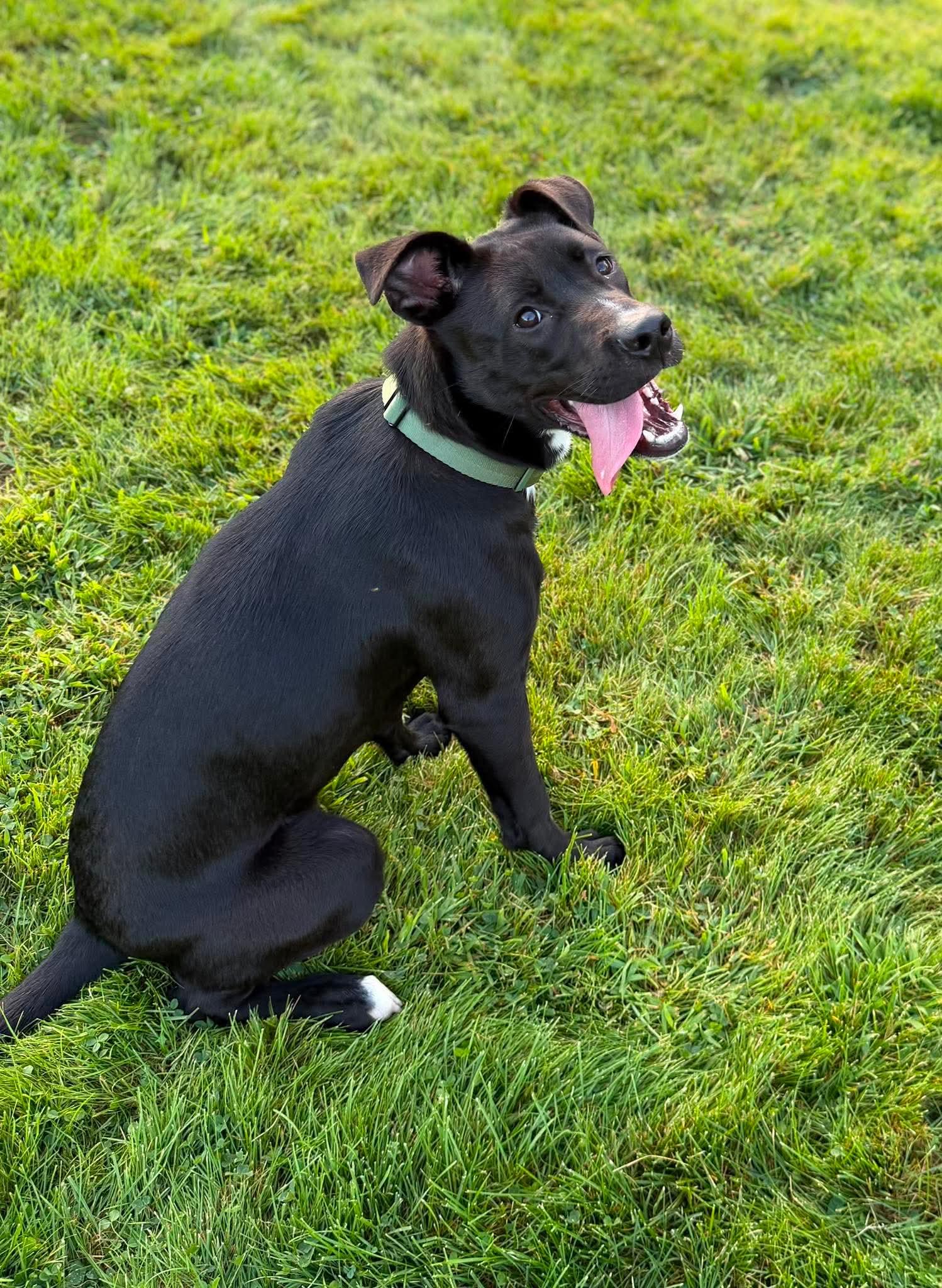 Aphrodite, Adoptable, Puppy Female Labrador Retriever & Pit Bull Terrier.