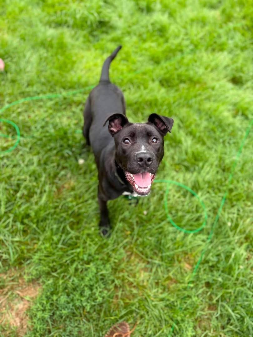 Enlarge Aphrodite, a Adoptable mixed breed in Kennebunk , ME image 3/6