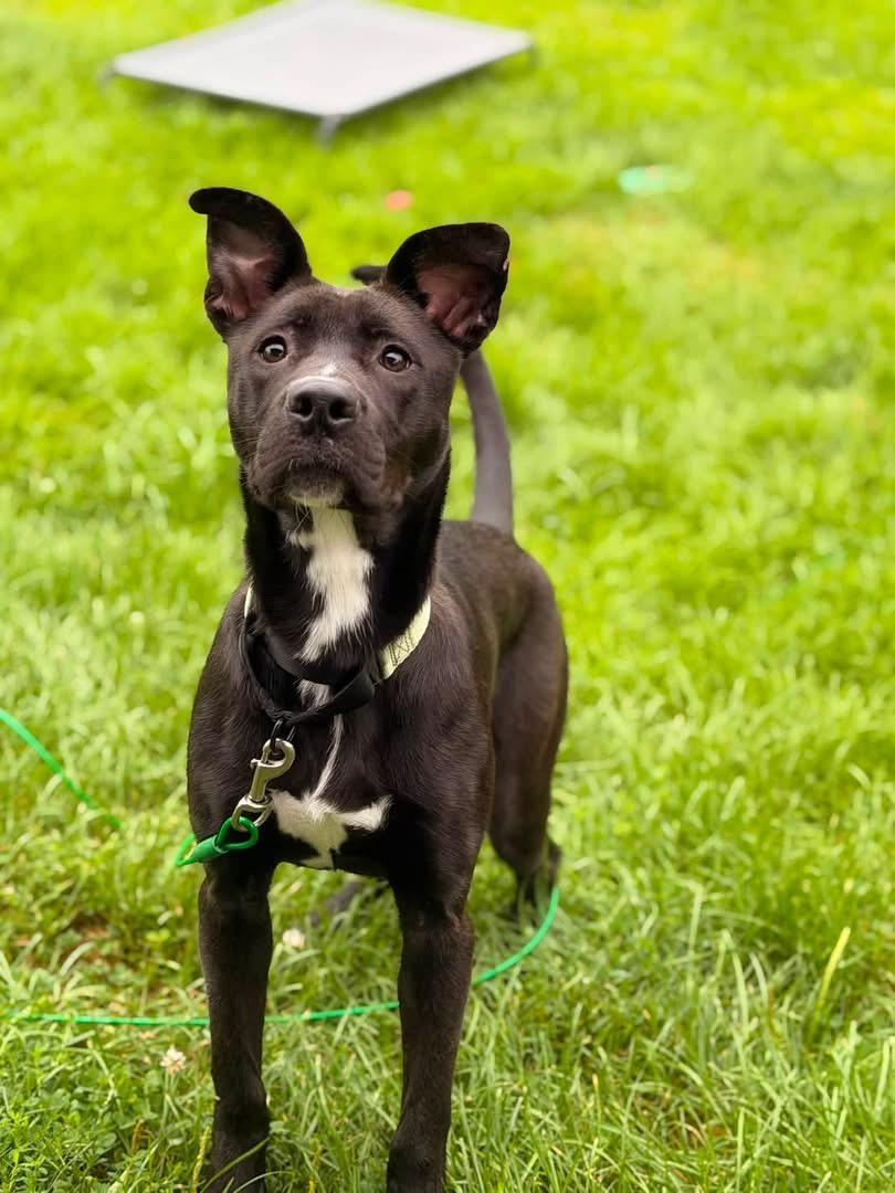 Enlarge Aphrodite, a Adoptable mixed breed in Kennebunk , ME image 2/6