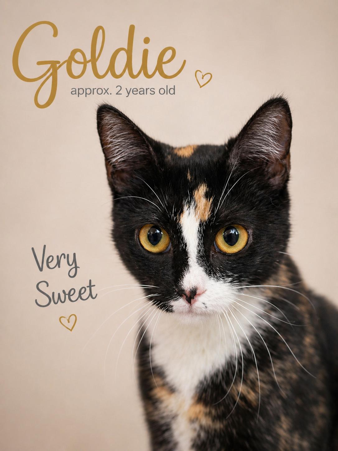 GOLDIE, adopted, Adult Female Calico.