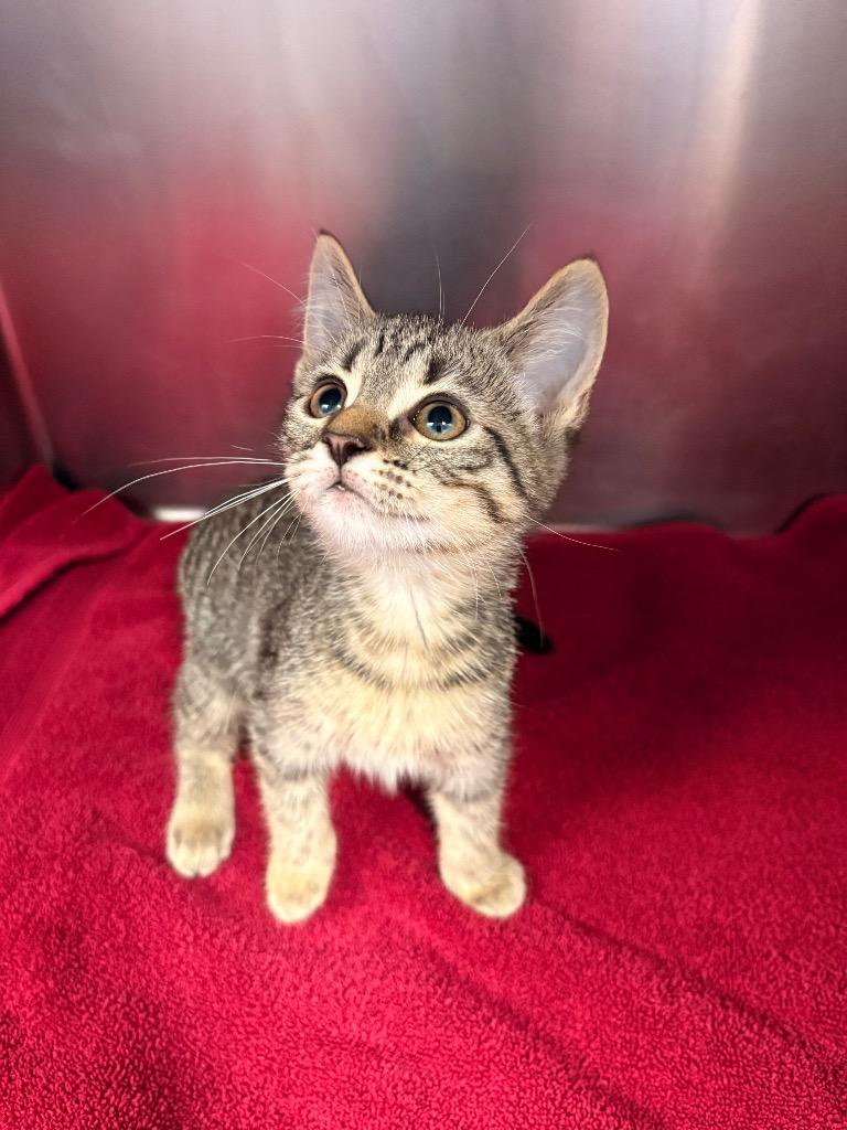 Penne, a Adoptable mixed breed in Detroit, MI image 1/3