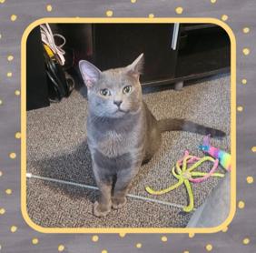 Judd, Adoptable, Young Male Domestic Short Hair.