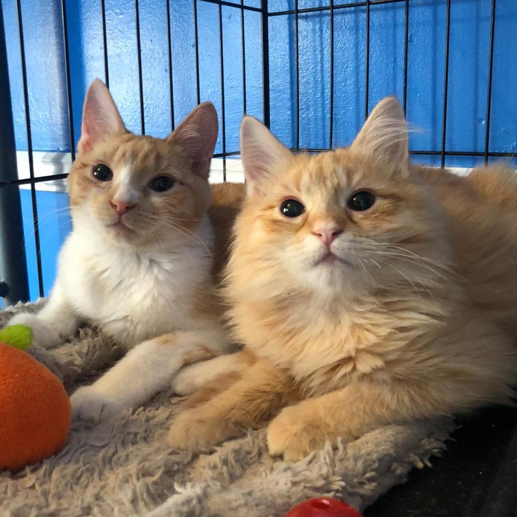 Bianca - Feral, Adoptable, Adult Female Domestic Medium Hair & Domestic Medium Hair.