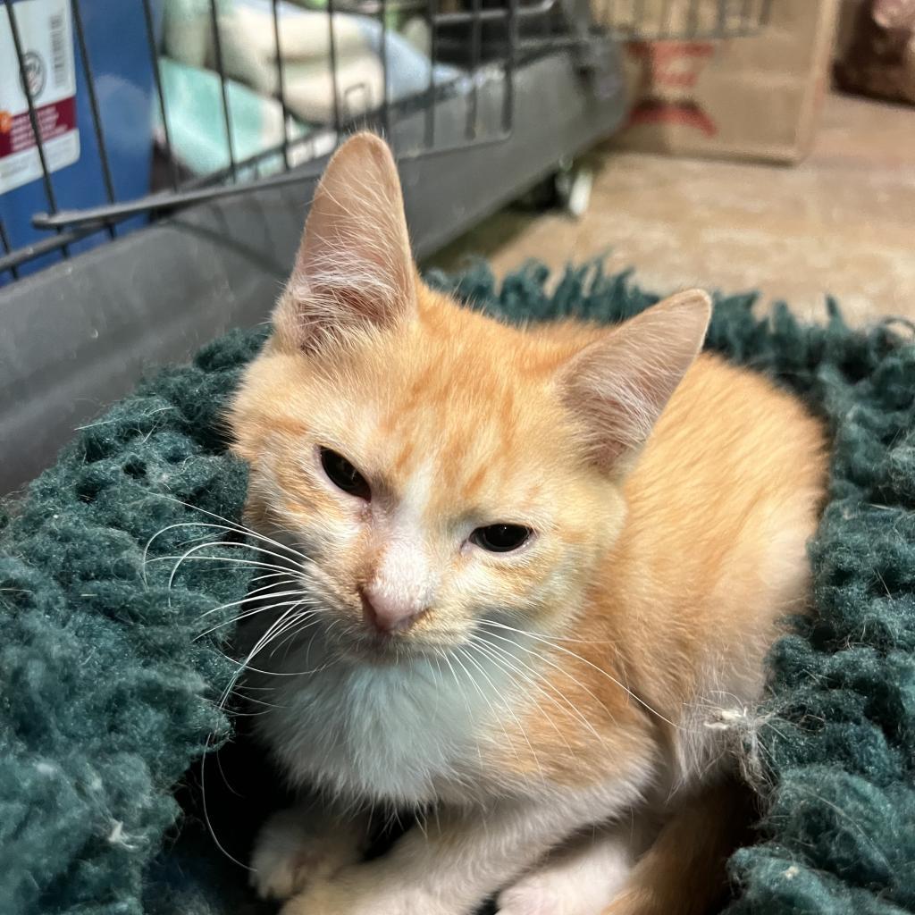 Bianca - Feral, a Adoptable mixed breed in ATOKA, TN image 2/4