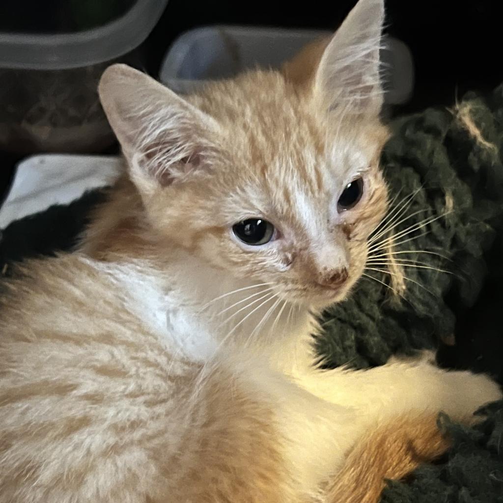 Bianca - Feral, a Adoptable mixed breed in ATOKA, TN image 4/4
