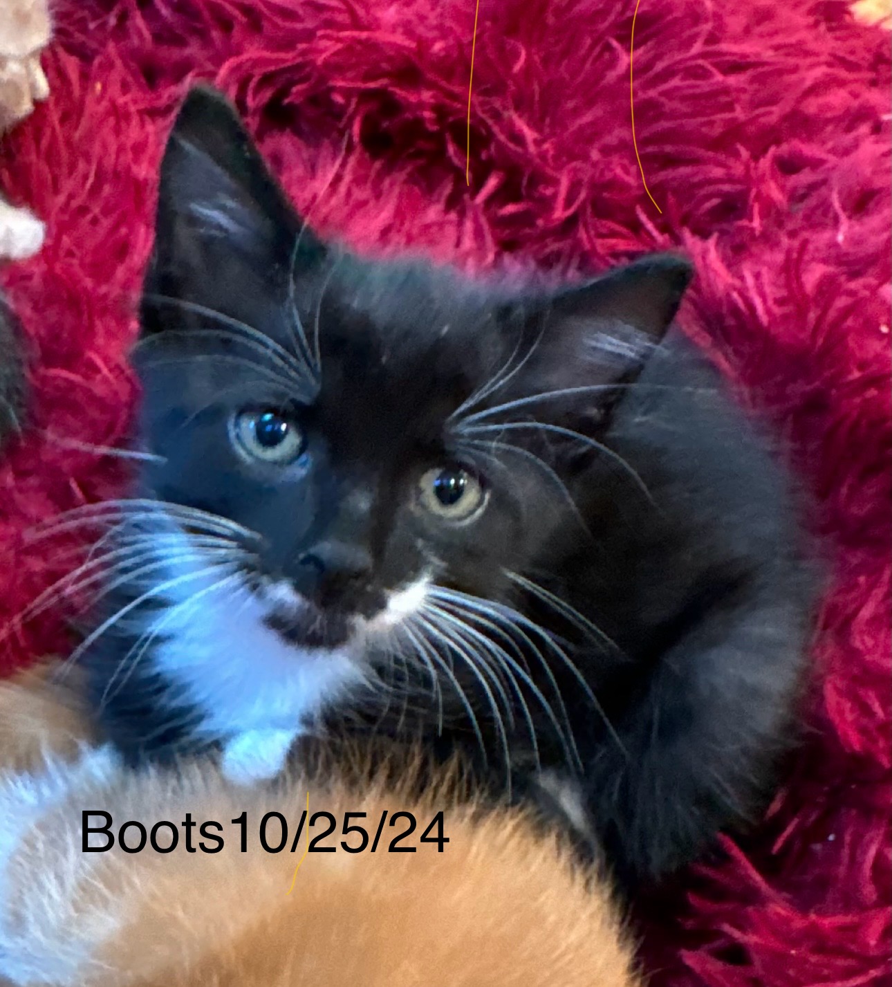 Cat for adoption 1076 Boots, a Domestic Short Hair in Abbeville, SC