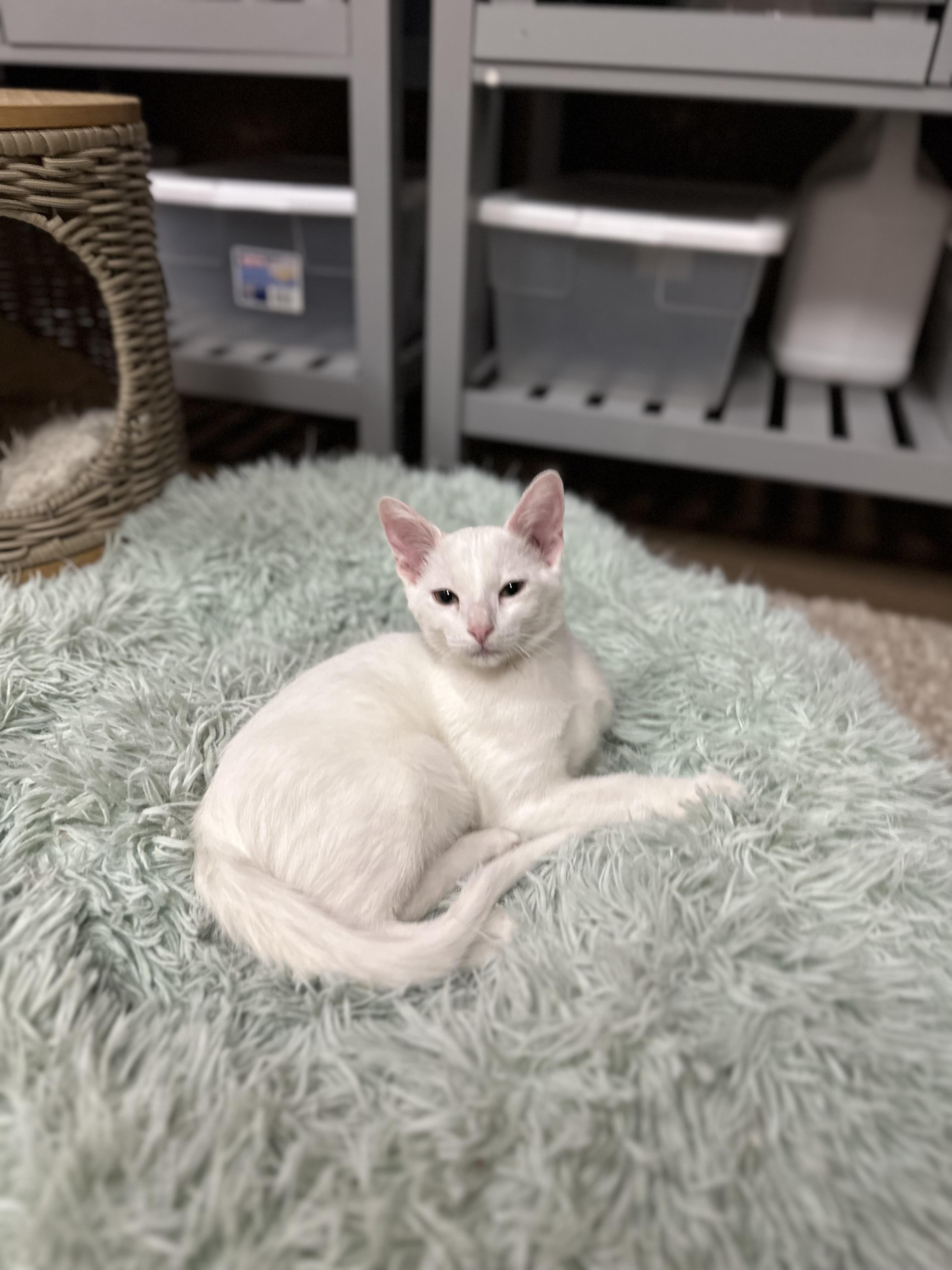 Blitzen, an adoptable Domestic Short Hair in Ellington, MO, 63638 | Photo Image 6