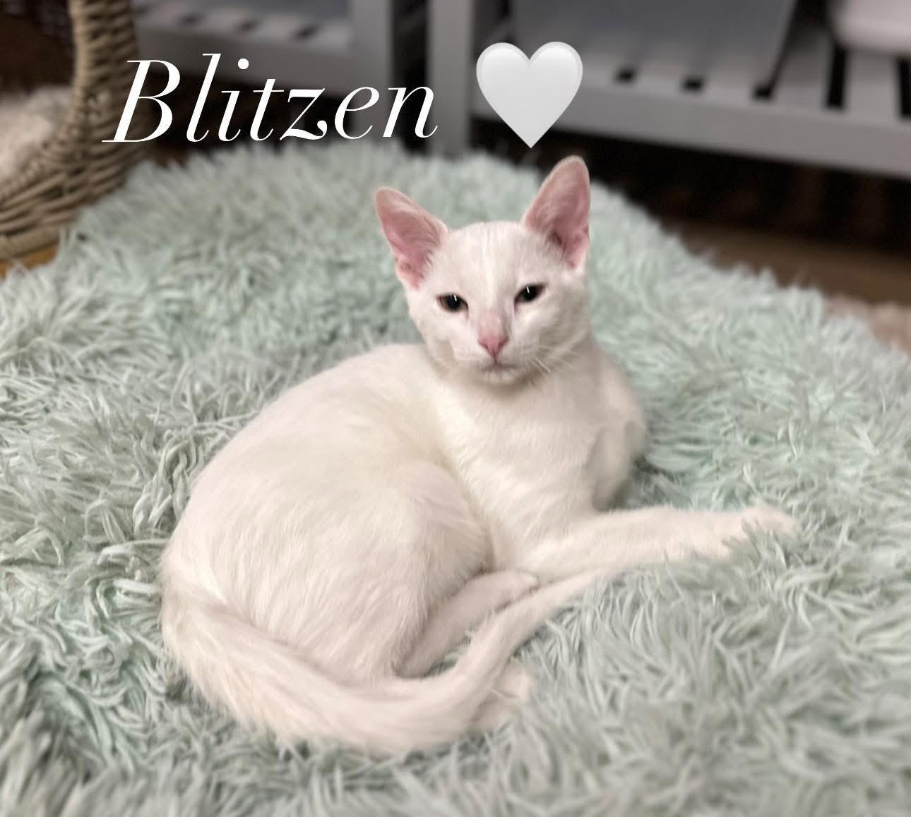 Blitzen, an adoptable Domestic Short Hair in Ellington, MO, 63638 | Photo Image 2