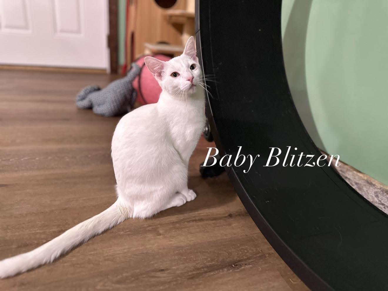 Blitzen, an adoptable Domestic Short Hair in Ellington, MO, 63638 | Photo Image 1