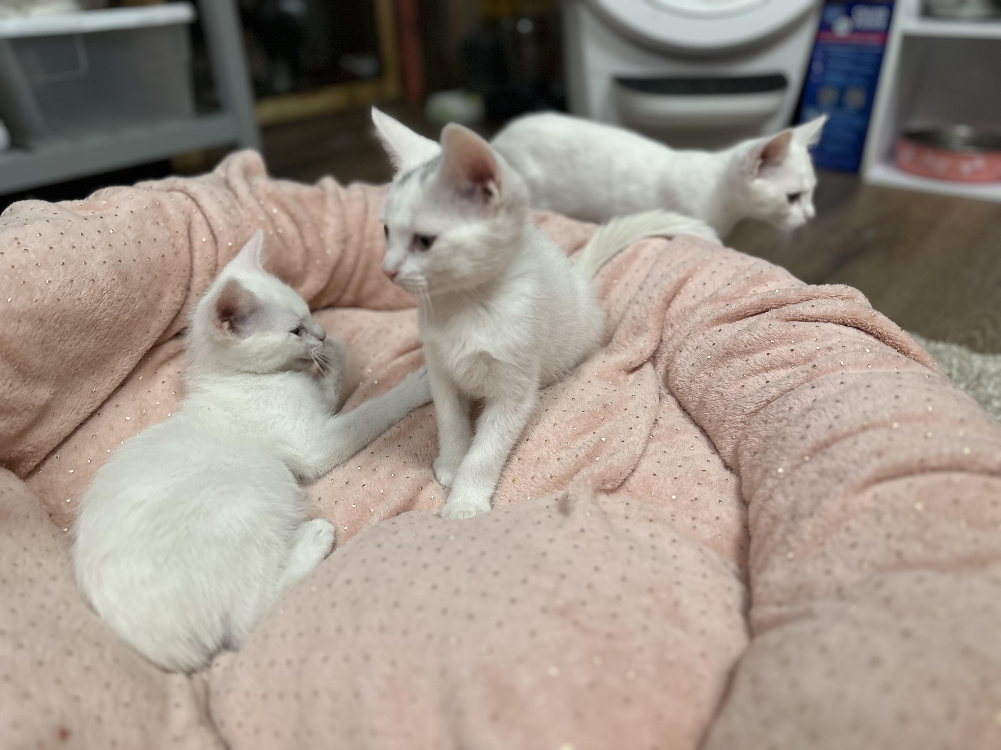 Blitzen, an adoptable Domestic Short Hair in Ellington, MO, 63638 | Photo Image 5
