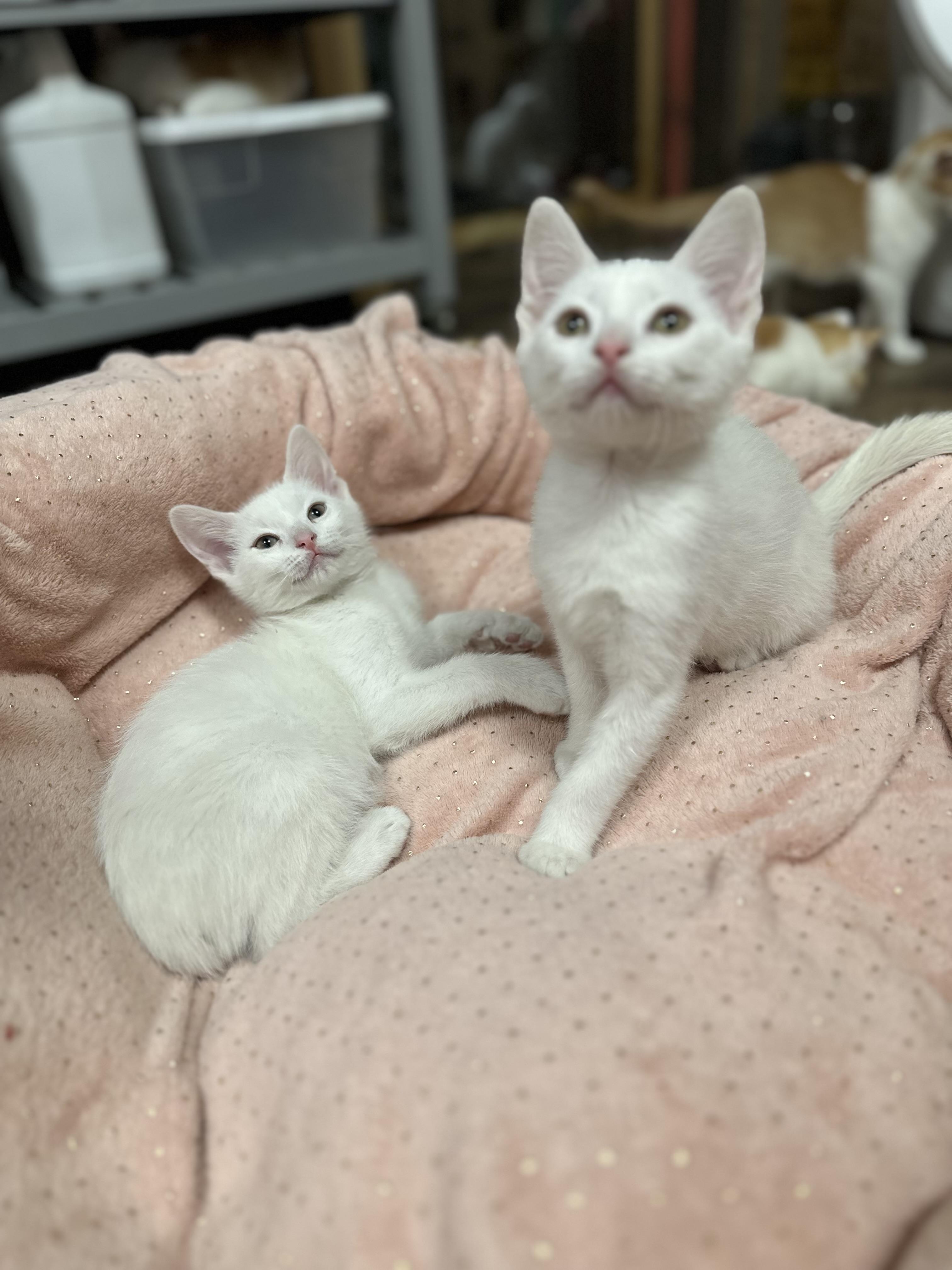 Blitzen, an adoptable Domestic Short Hair in Ellington, MO, 63638 | Photo Image 4