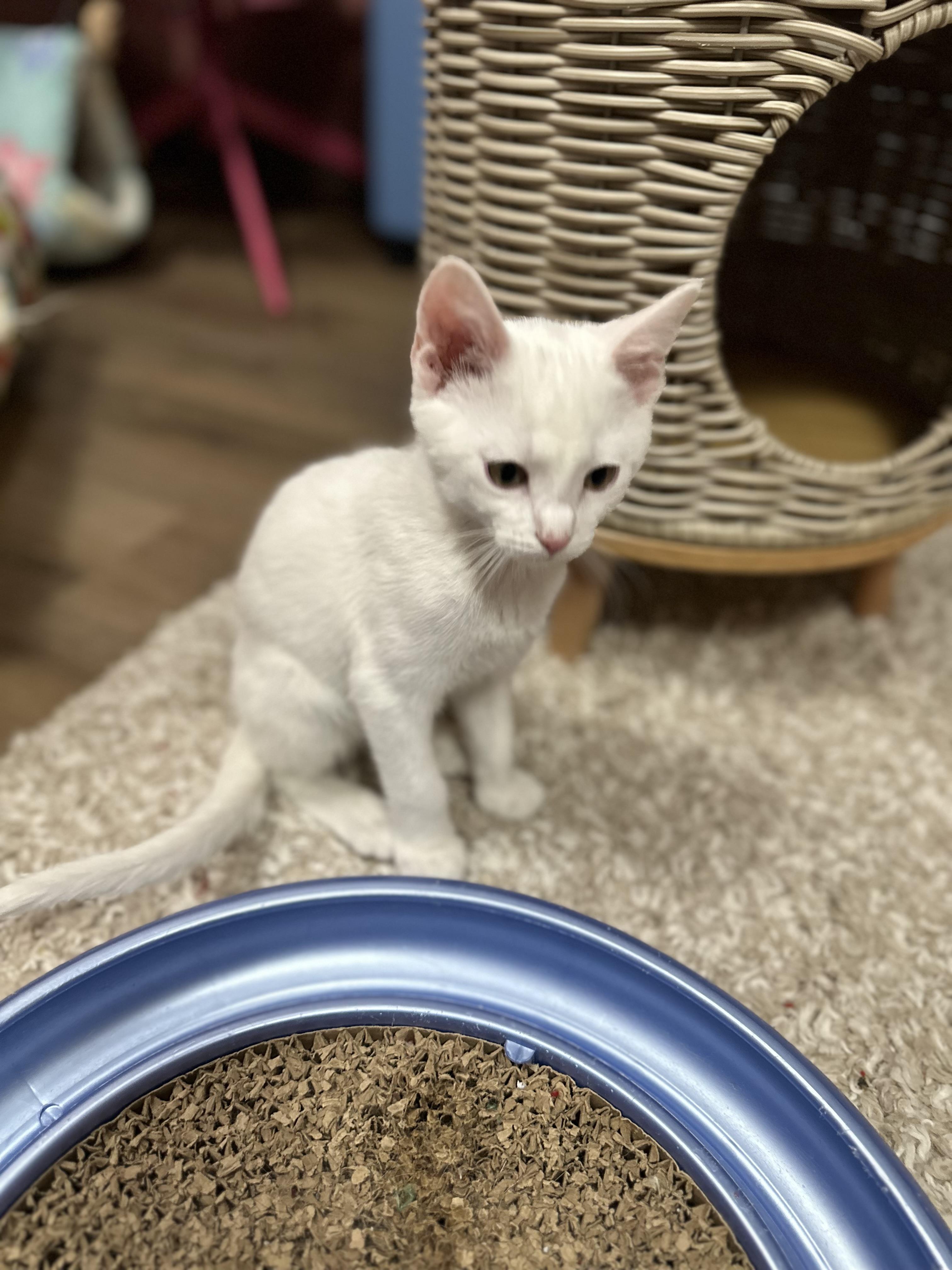 Blitzen, an adoptable Domestic Short Hair in Ellington, MO, 63638 | Photo Image 3