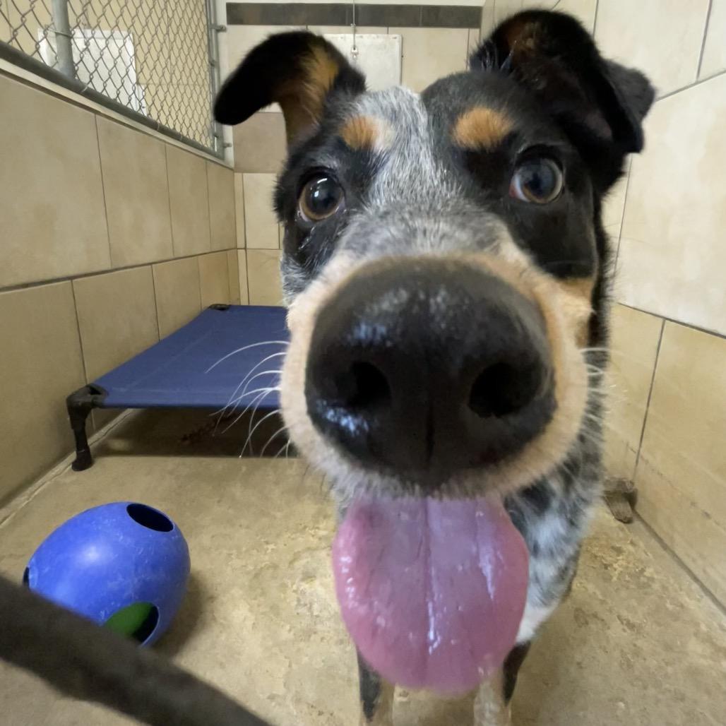 Patches*, Adoptable, Adult Female Australian Shepherd & Australian Cattle Dog / Blue Heeler.