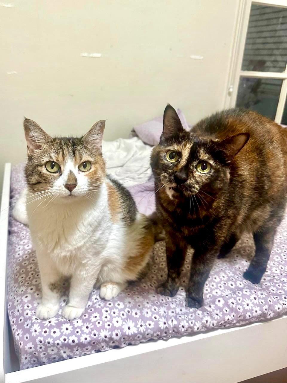 Dakota Jean, a Adopted Domestic Short Hair in Los Angeles, CA image 1/3