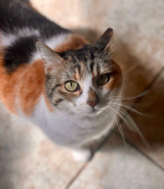 Dakota Jean, a Adopted Domestic Short Hair in Los Angeles, CA image 2/3