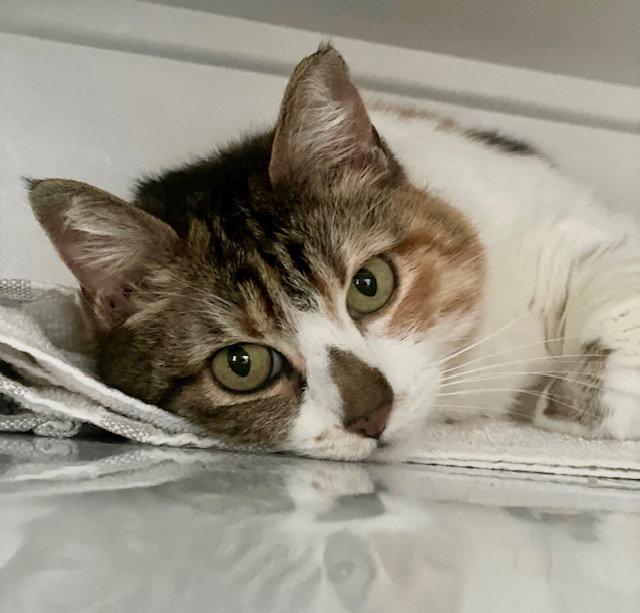 Dakota Jean, a Adopted Domestic Short Hair in Los Angeles, CA image 3/3