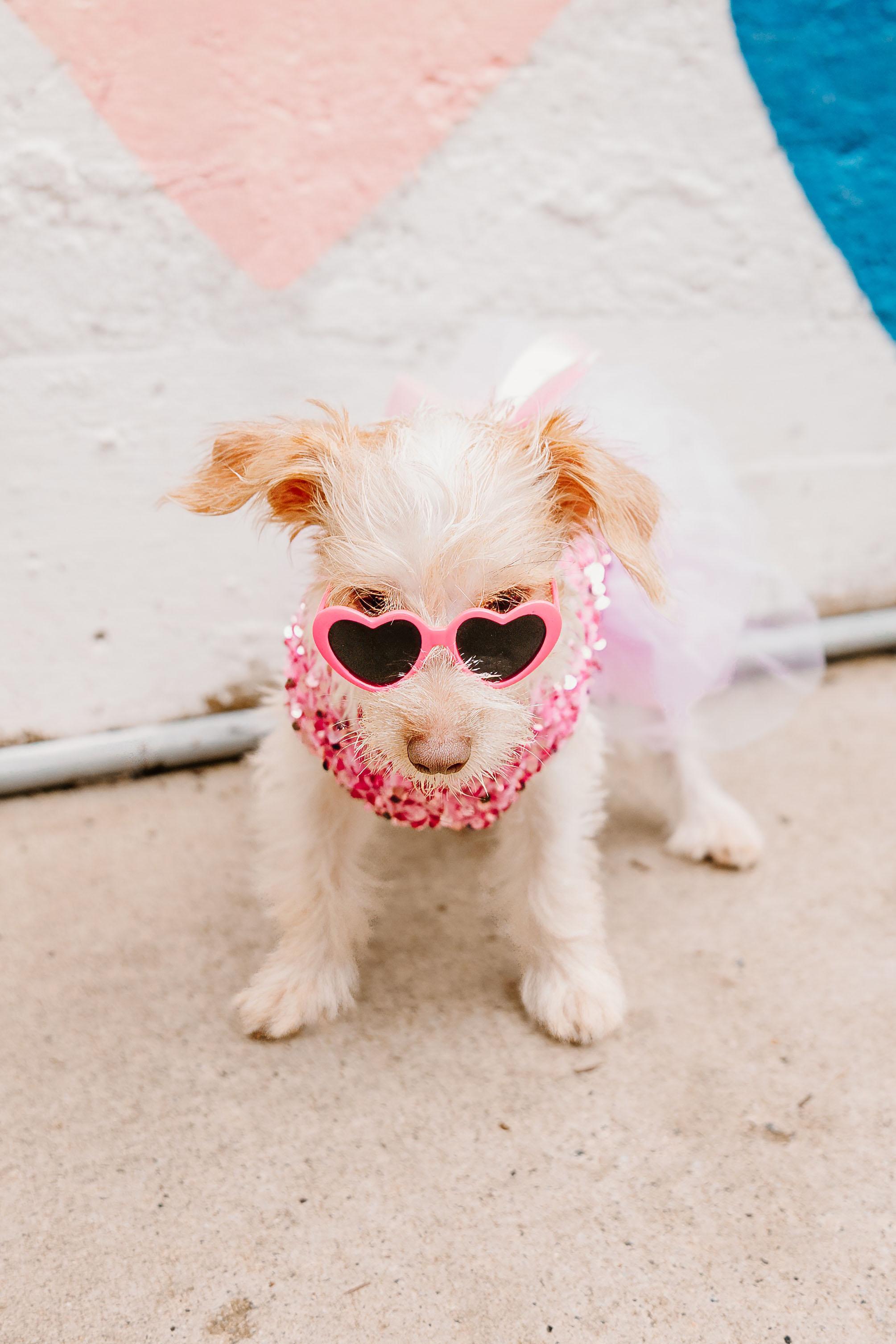 Enlarge Hazel, a Adopted mixed breed in Cornelius, NC image 5/5