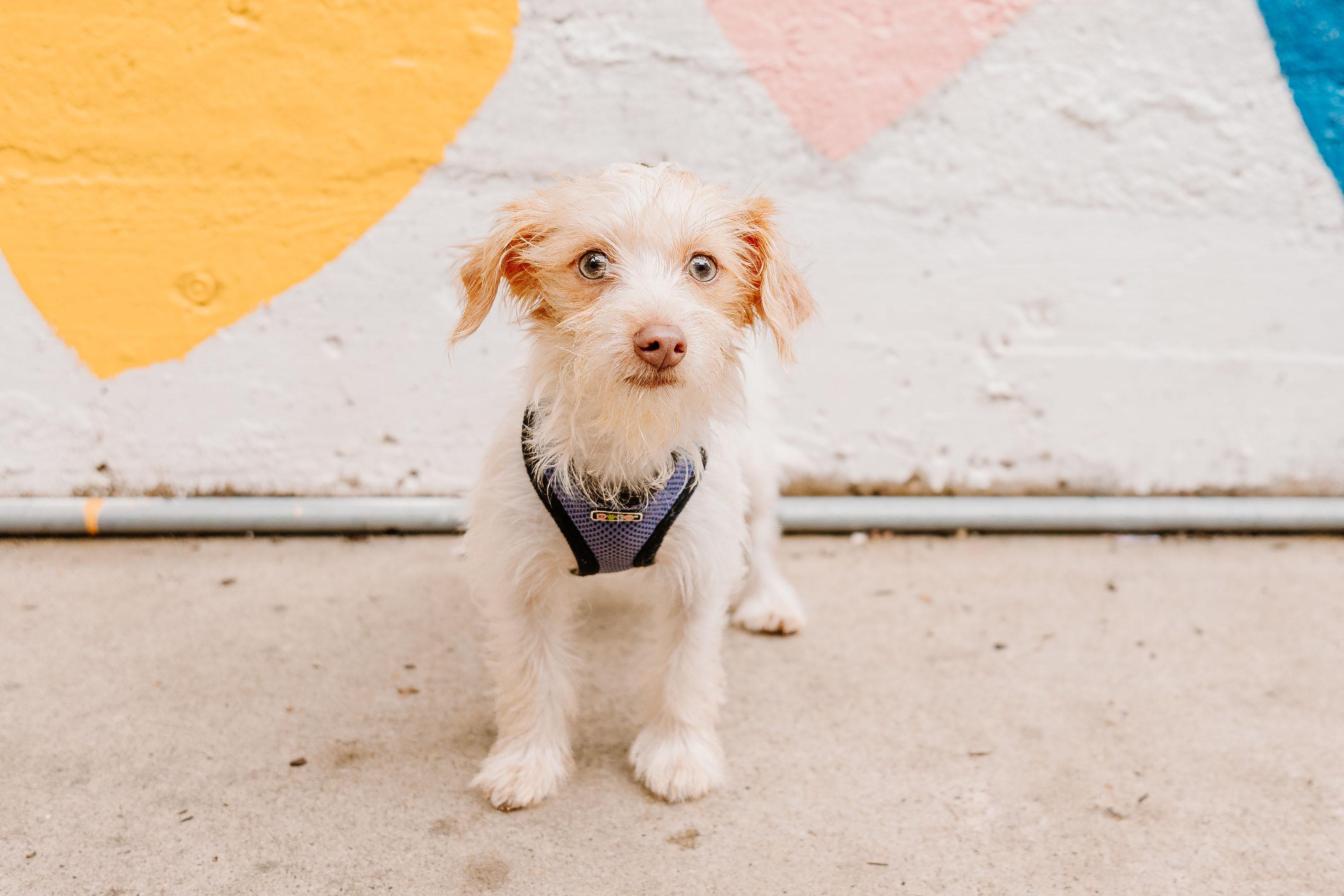 Hazel, Adopted, Young Female Terrier.