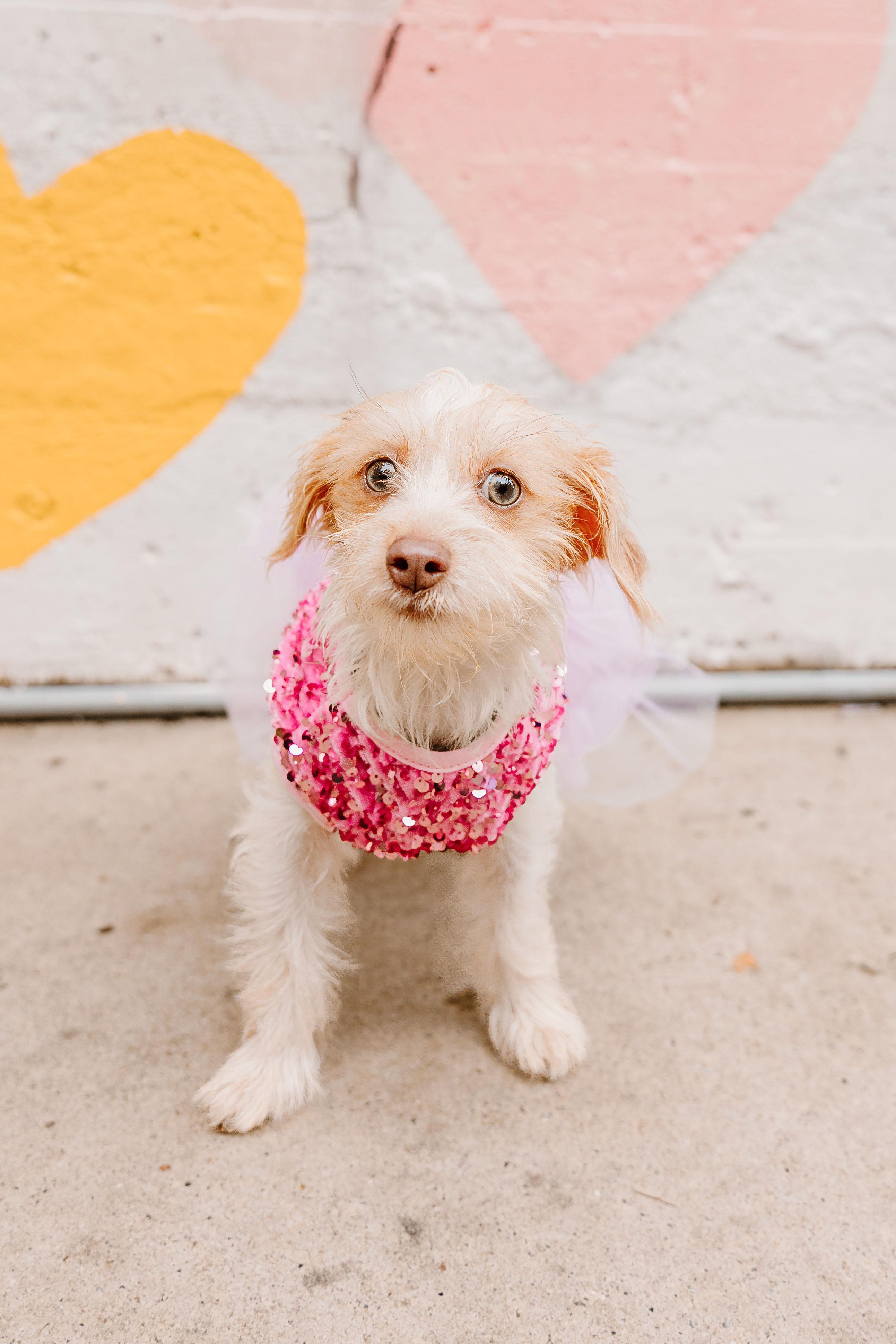 Enlarge Hazel, a Adopted mixed breed in Cornelius, NC image 3/5