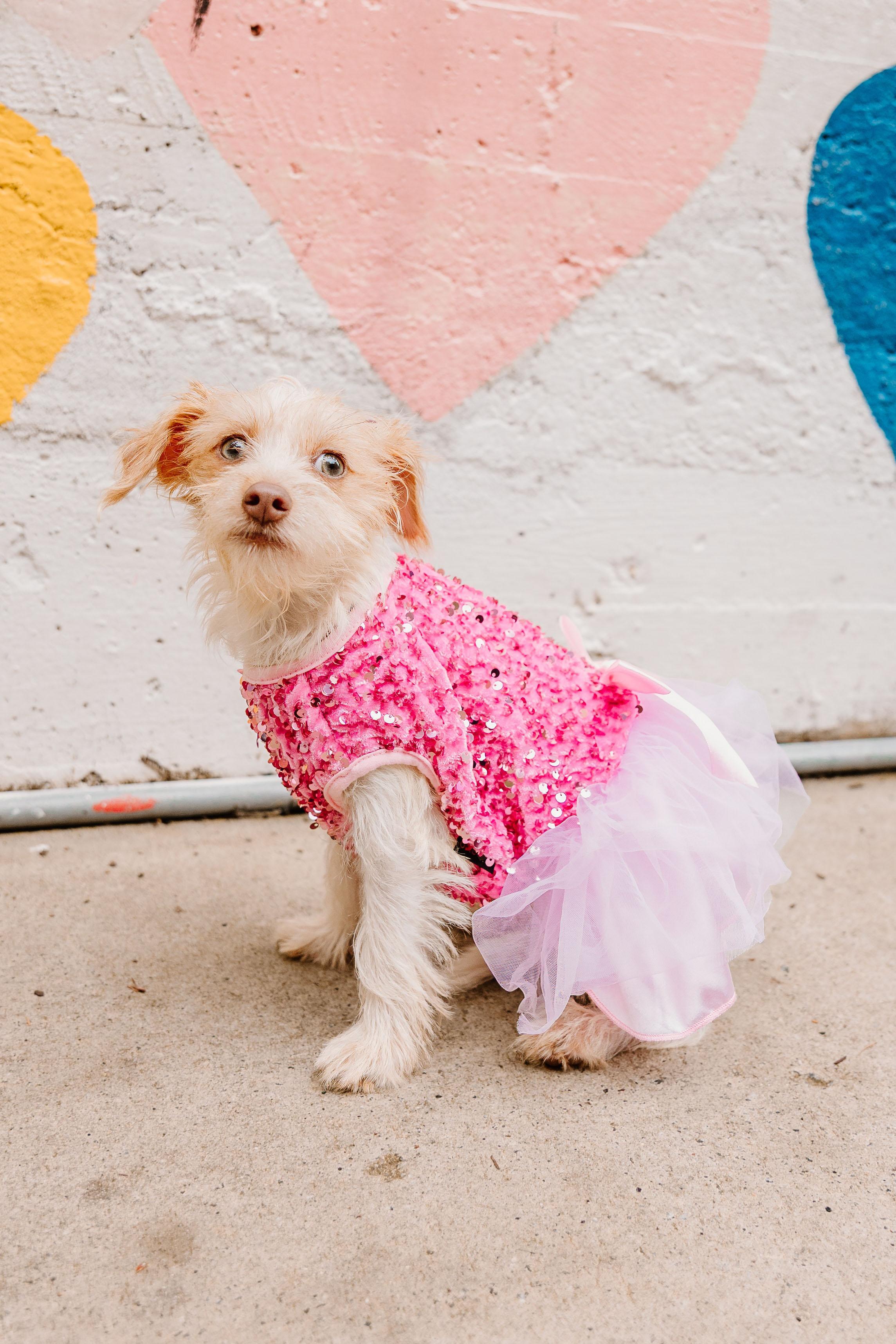 Enlarge Hazel, a Adopted mixed breed in Cornelius, NC image 4/5
