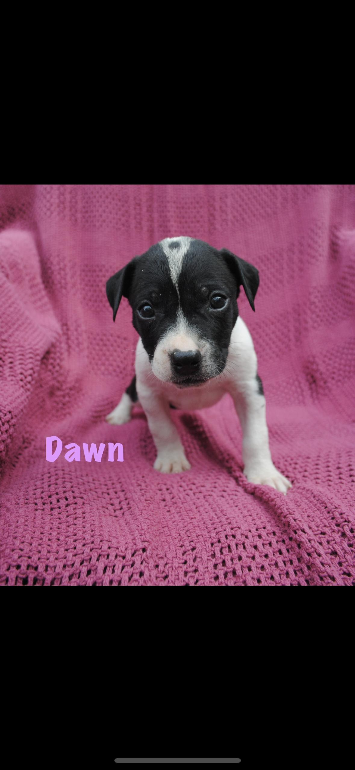 Dawn, Adoptable, Puppy Female American Staffordshire Terrier.