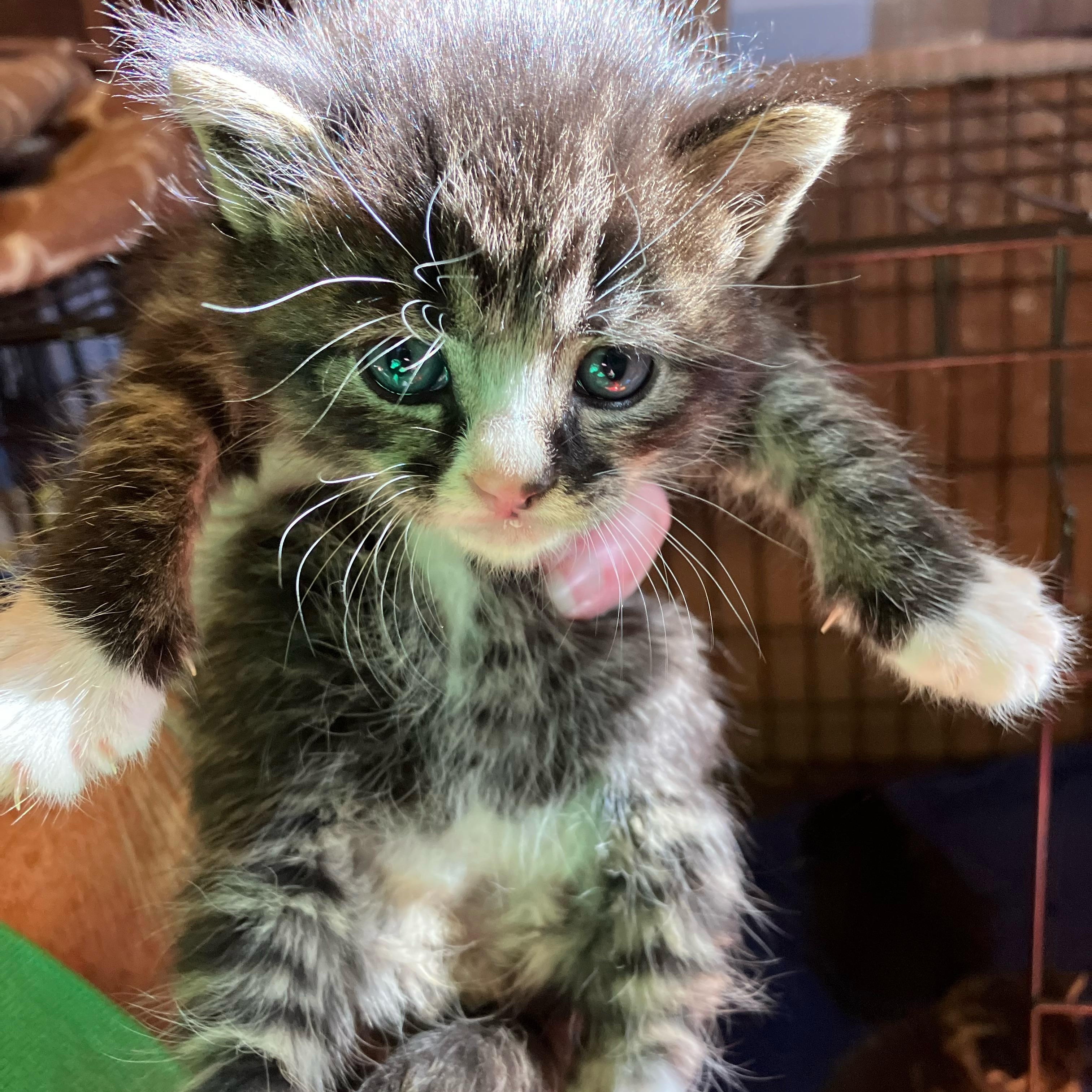 Parlor Car girl, a ADOPTABLE Tabby in Portland, OR image 3/3
