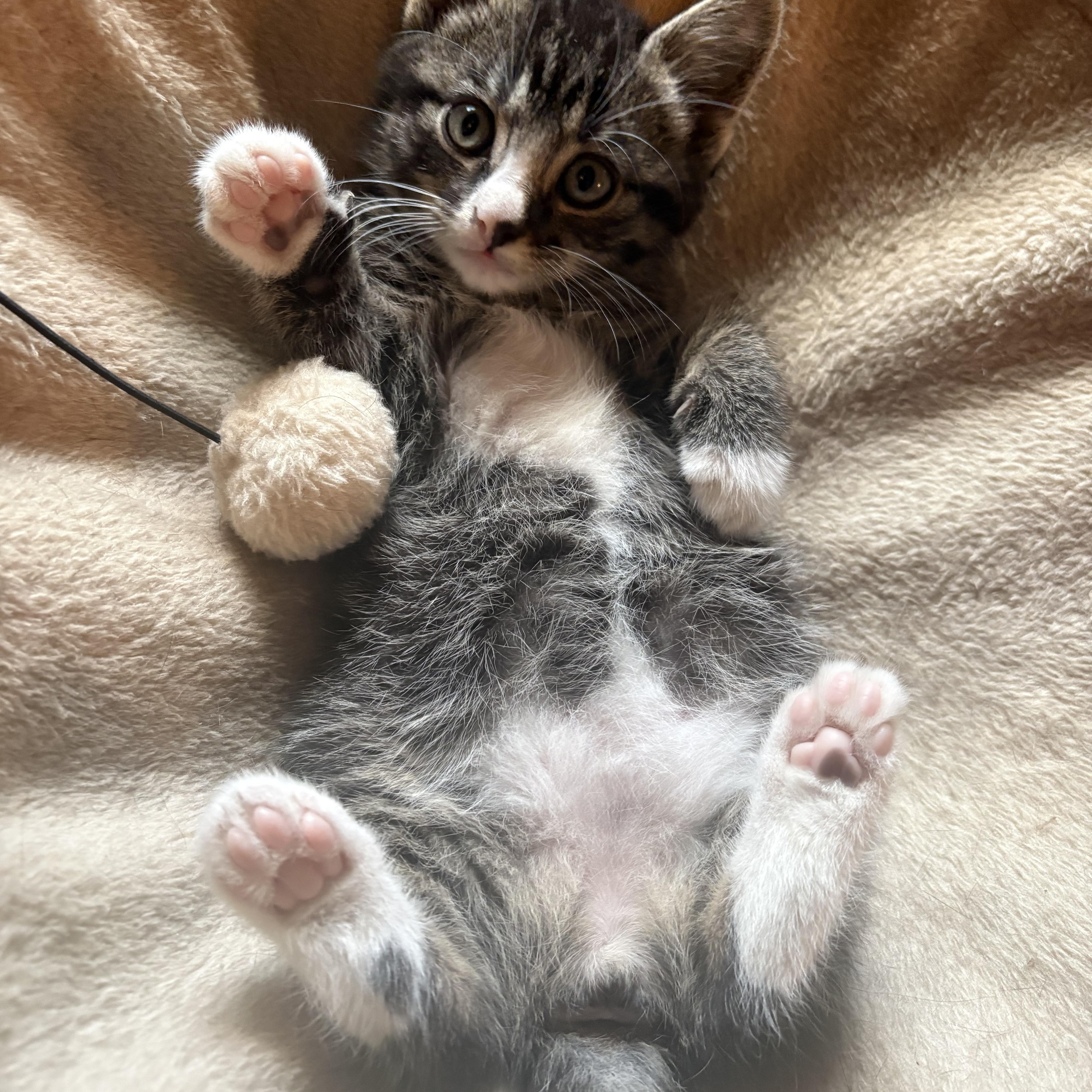 Parlor Car girl, ADOPTABLE, Kitten Female Tabby.