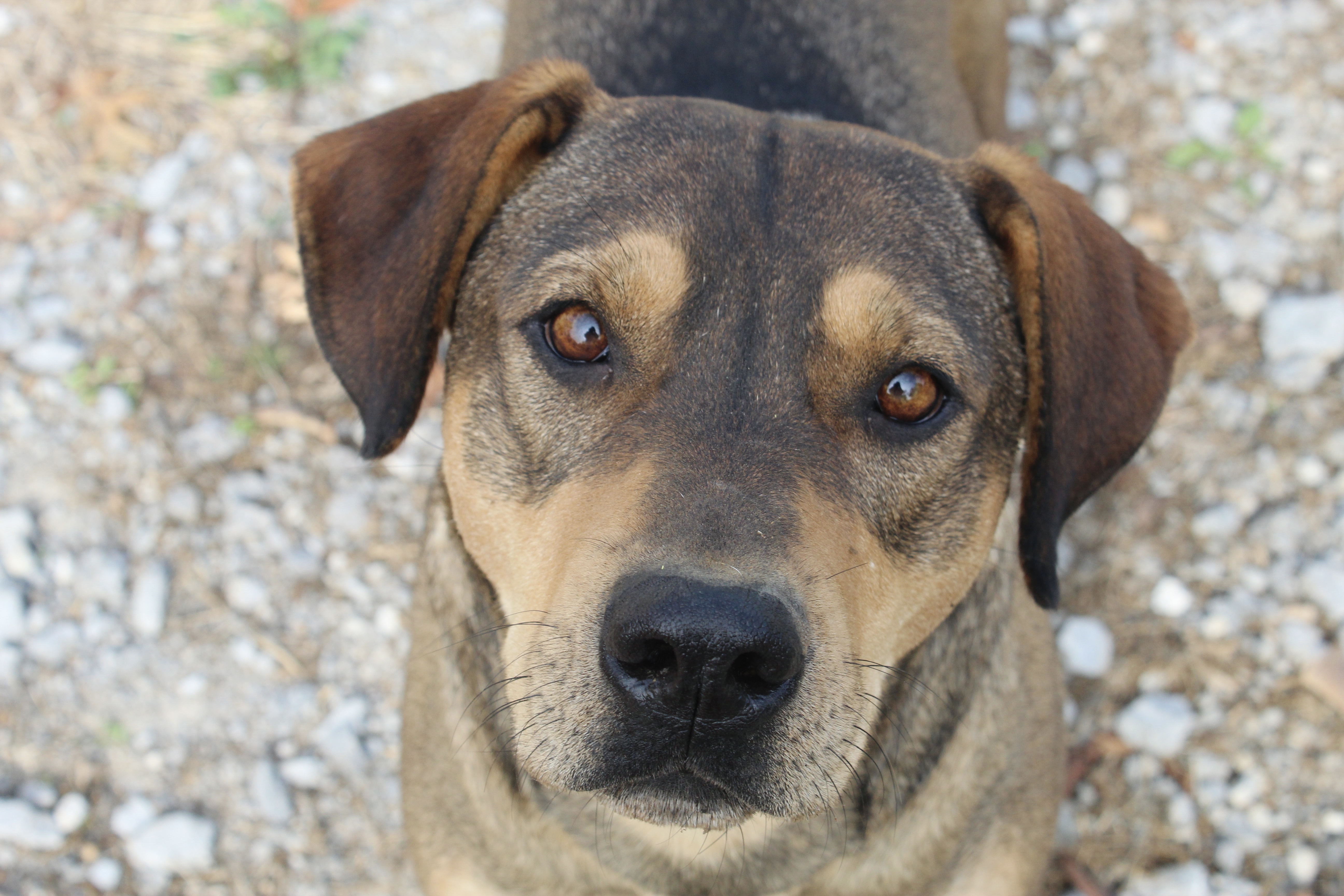 Teddy, a Adoptable mixed breed in Shelbyville, TN image 1/2