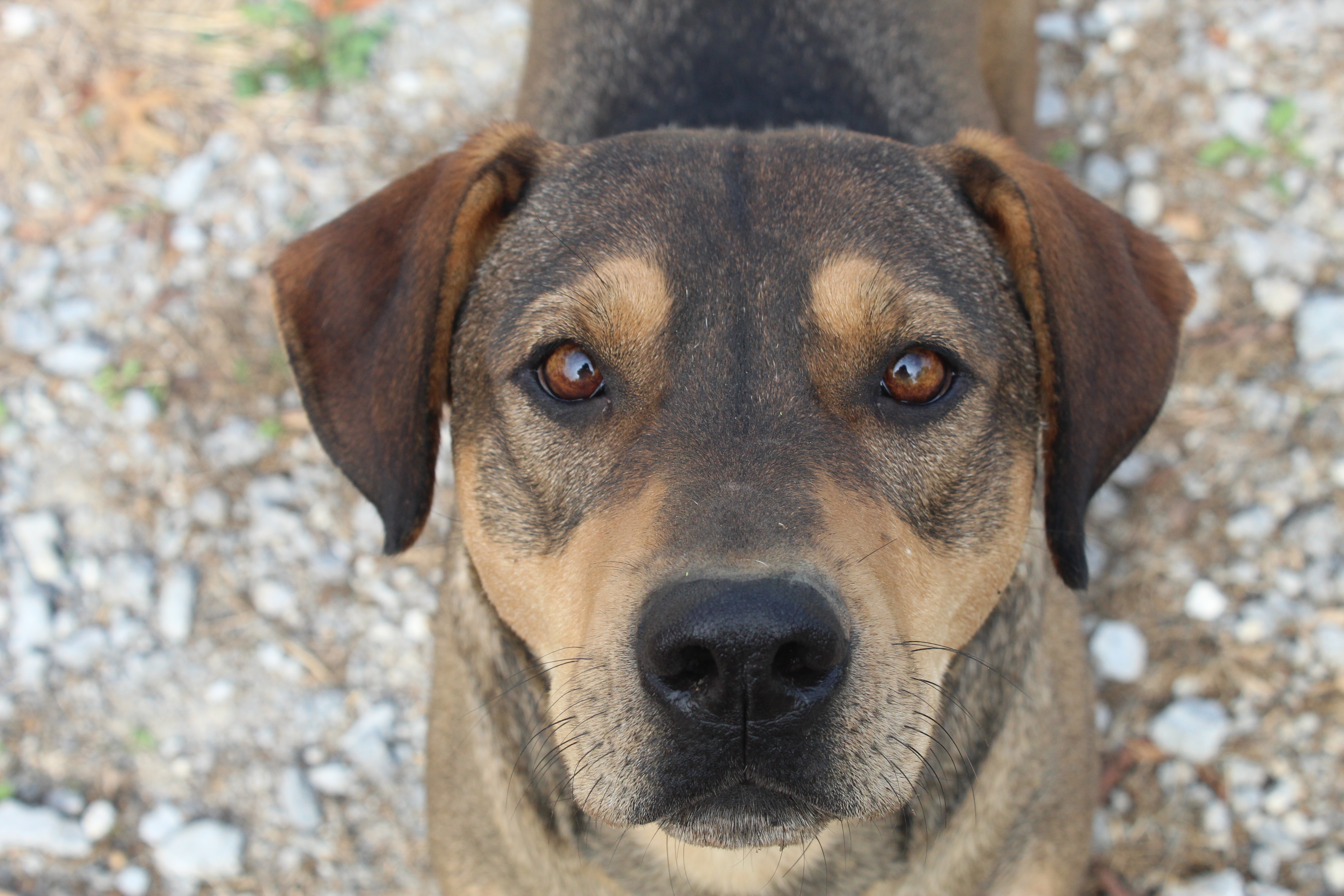 Teddy, a Adoptable mixed breed in Shelbyville, TN image 2/2