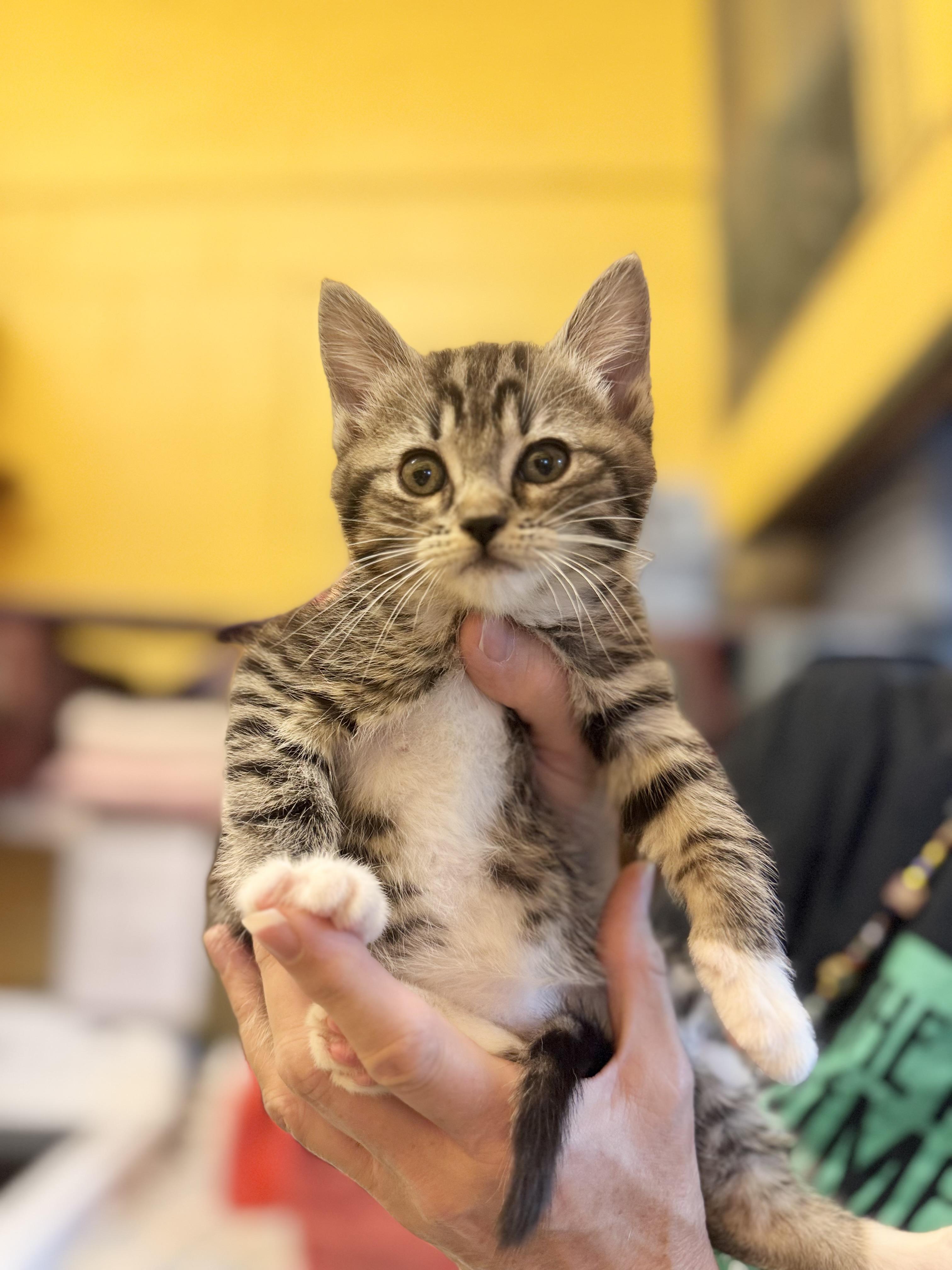 Pooh, Young Female Tabby